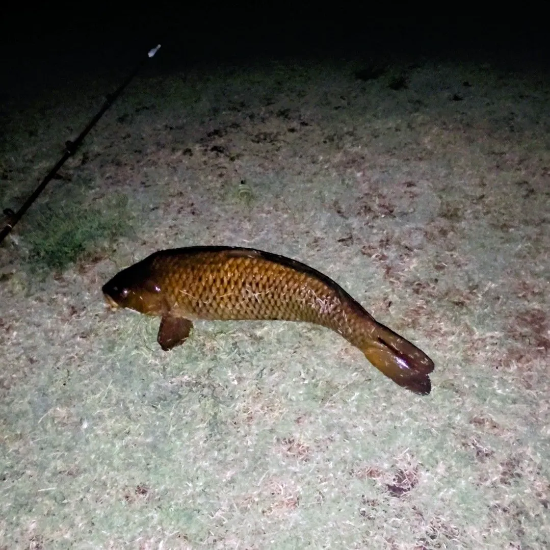 Common carp caught on Fishbrain