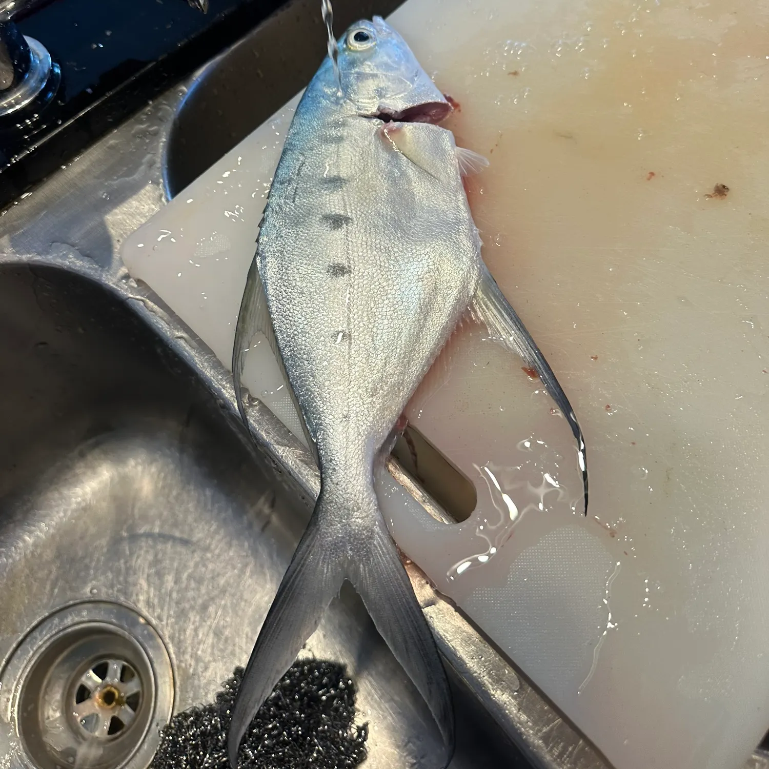 The most recent Largespotted dart catches on Fishbrain