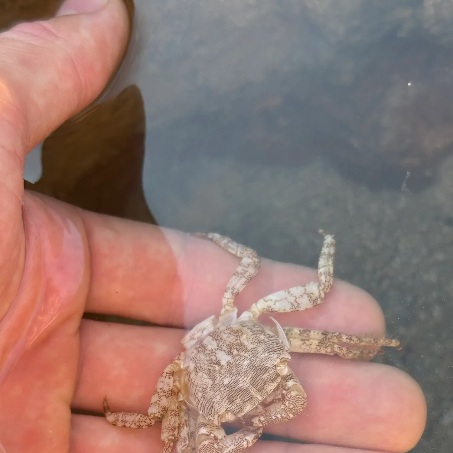 The most recent European spider crab catches on Fishbrain
