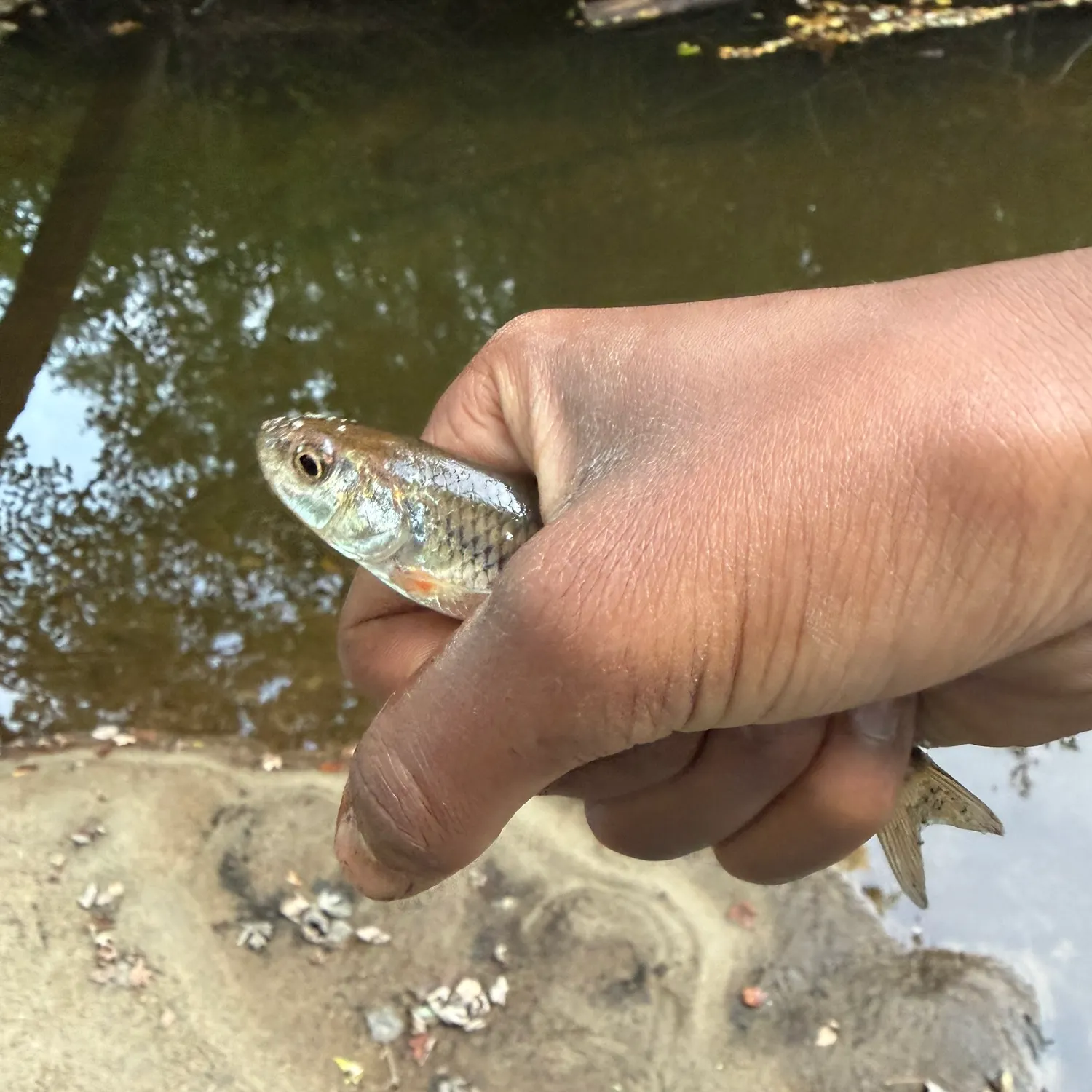 Common shiner caught on Fishbrain