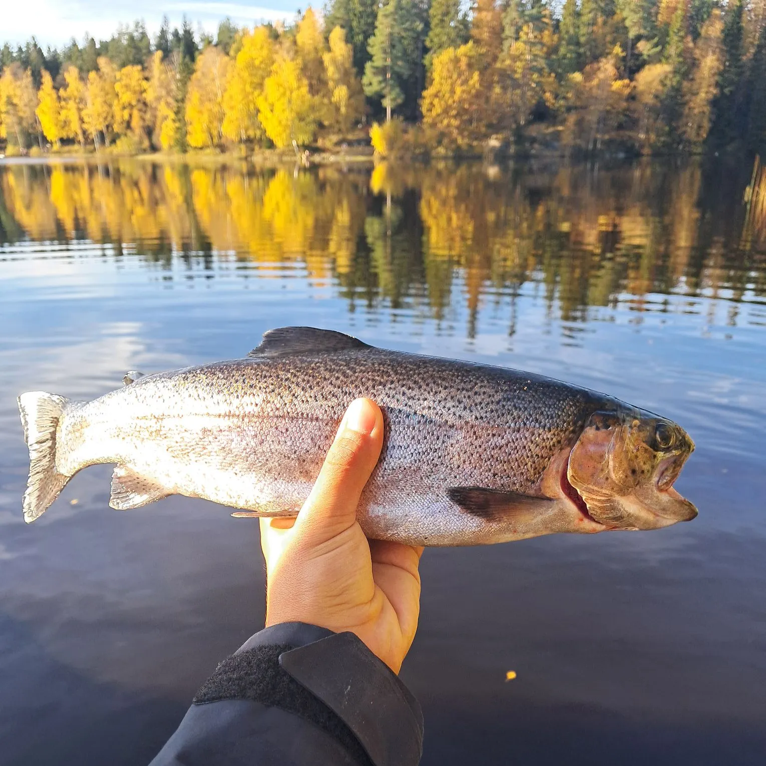 Rainbow trout caught on Fishbrain