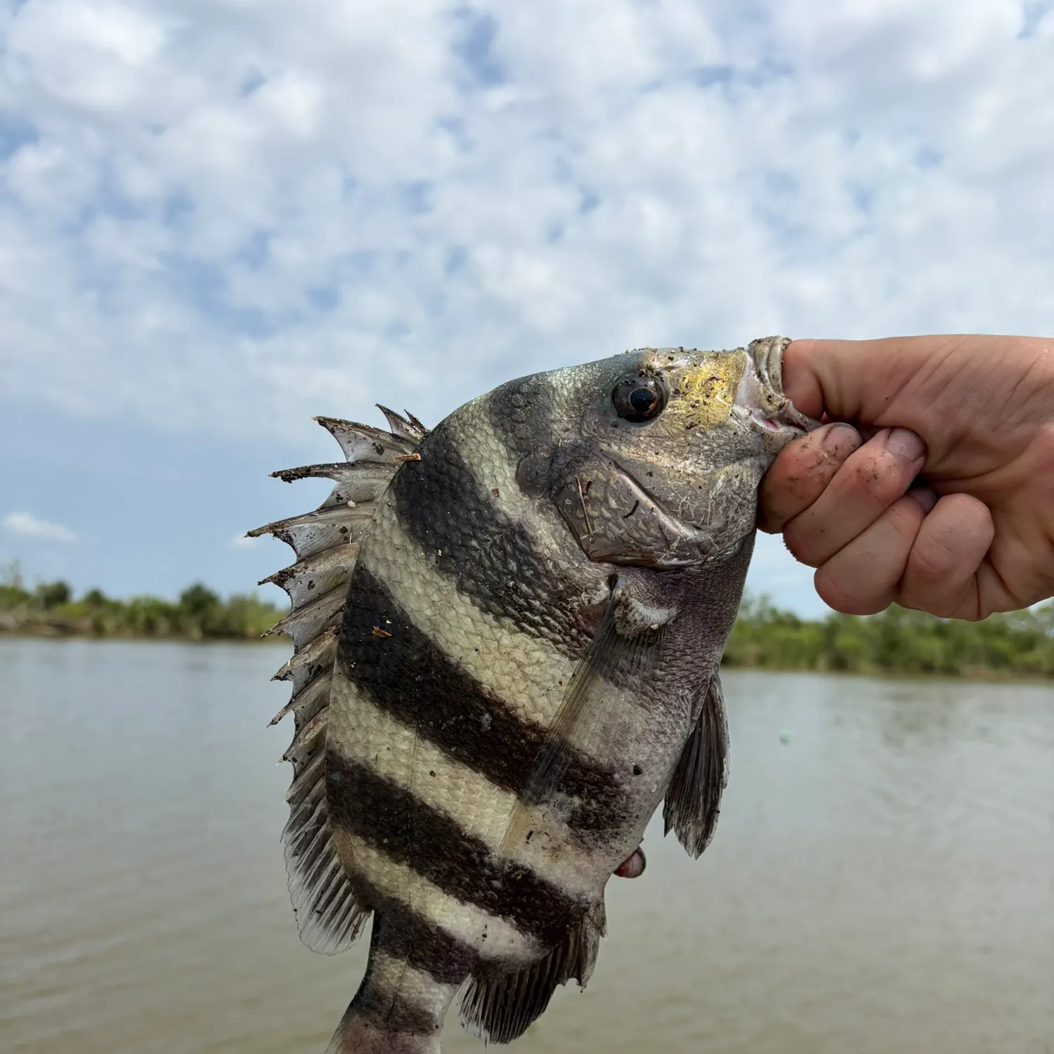 Sheepshead caught on Fishbrain