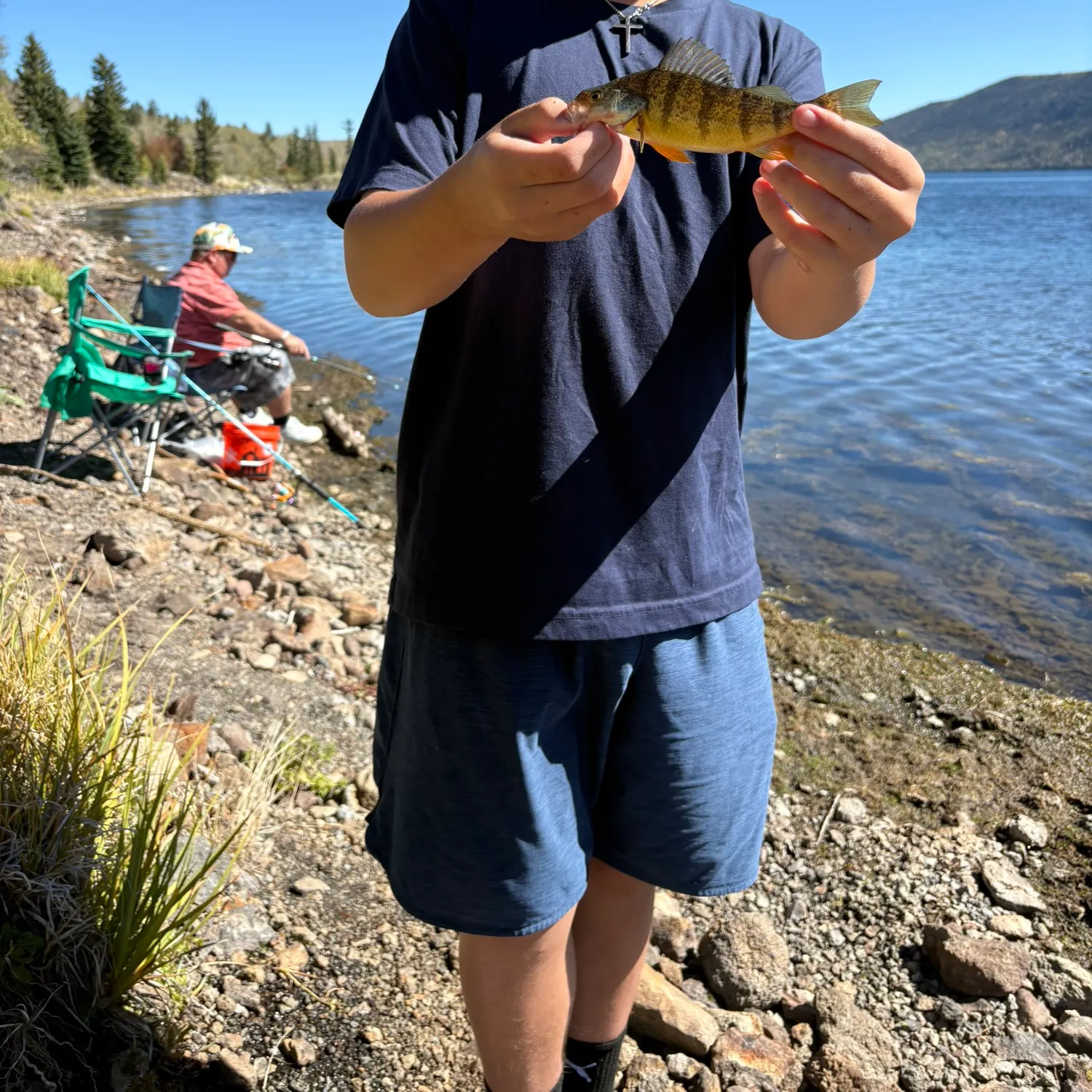 Yellow perch caught on Fishbrain