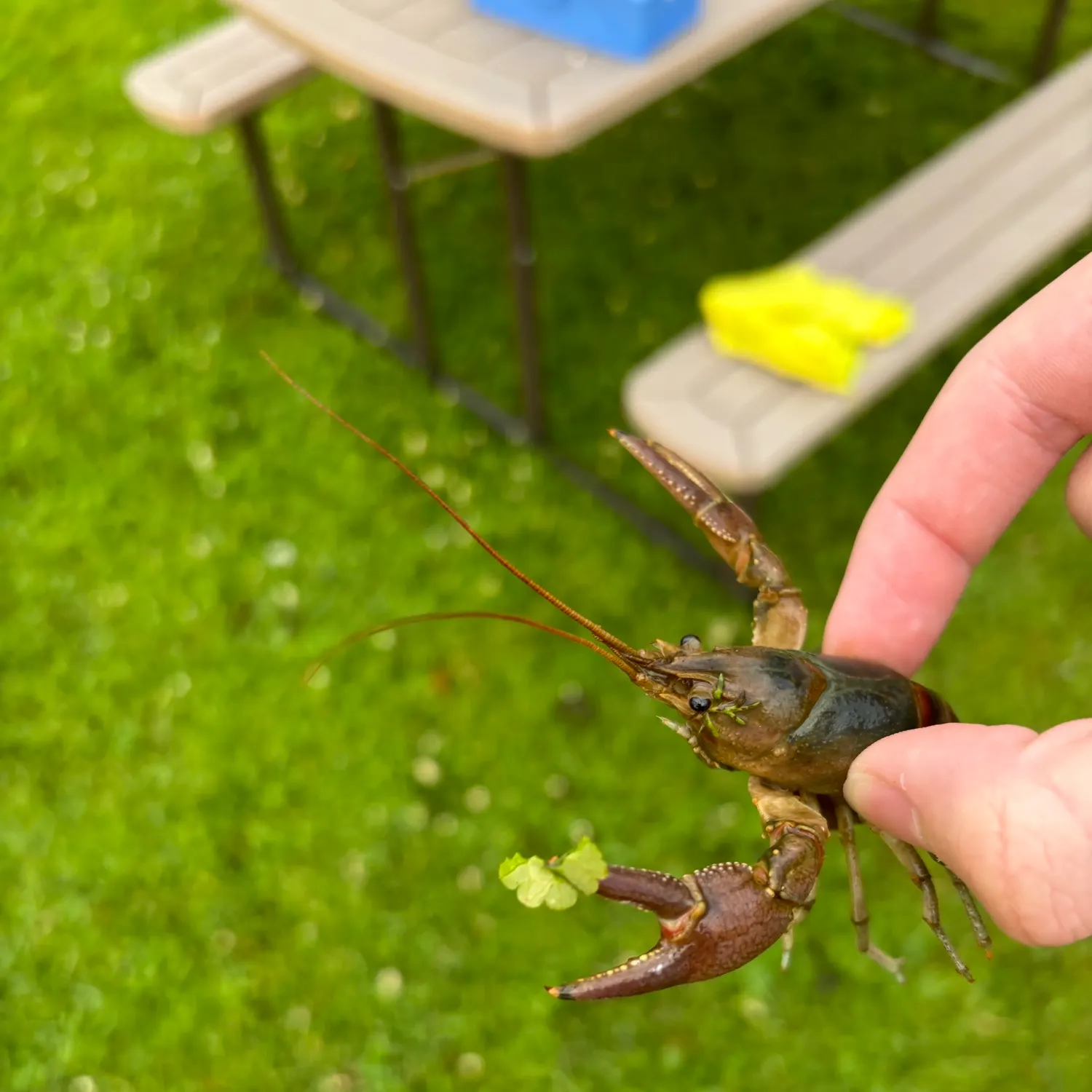 The most recent Rusty crayfish catches on Fishbrain