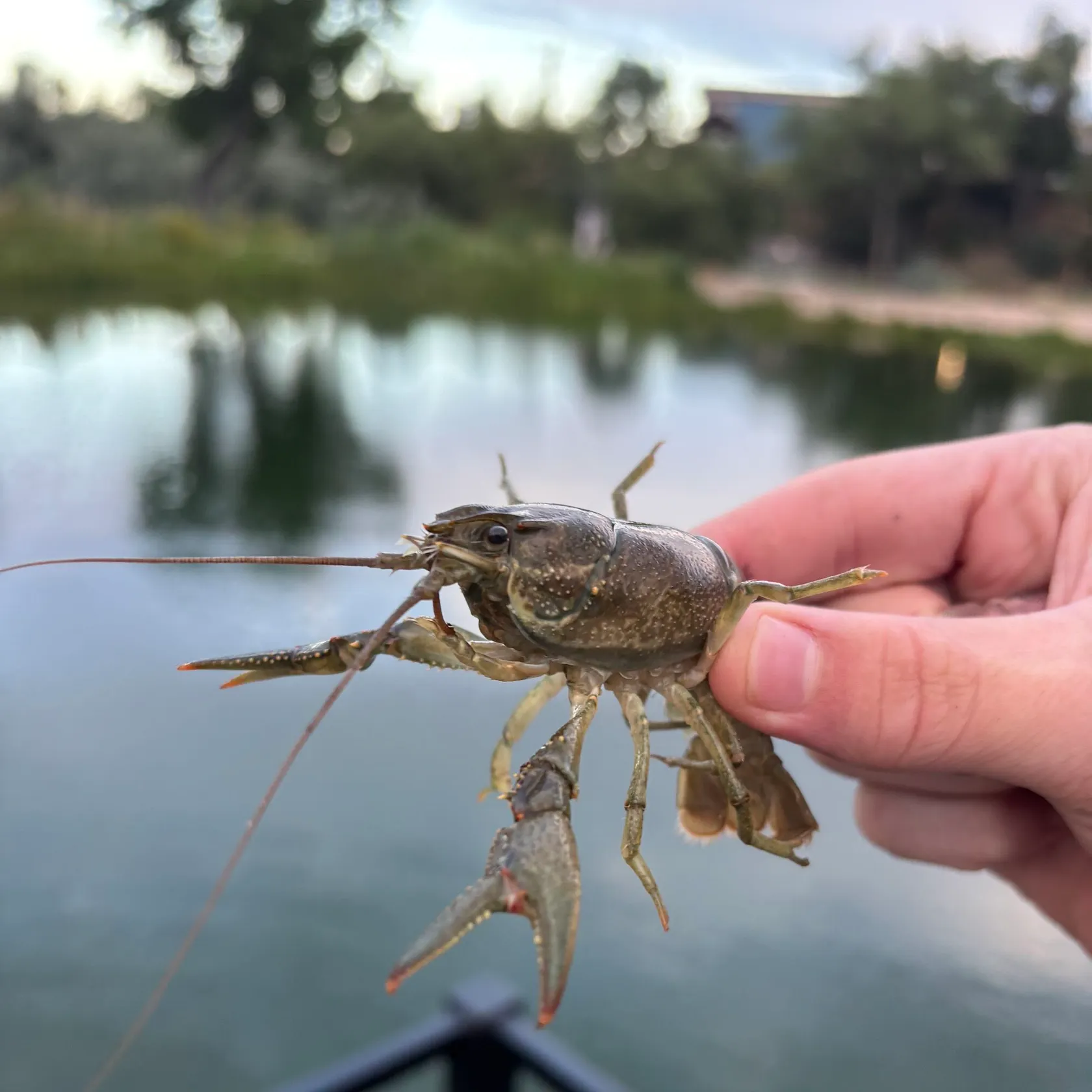 The most recent Virile crayfish catches on Fishbrain
