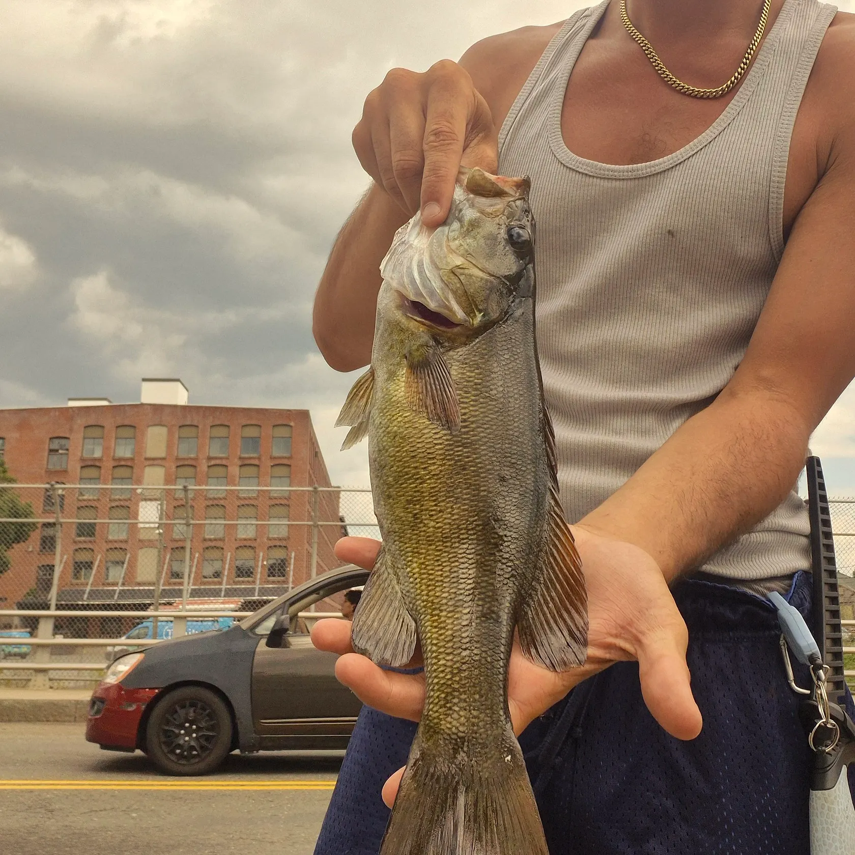 Smallmouth bass caught on Fishbrain