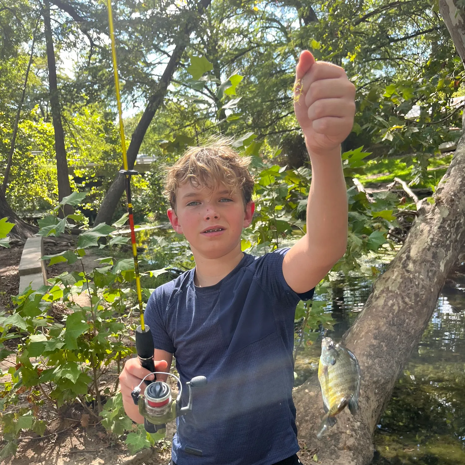 Bluegill caught on Fishbrain