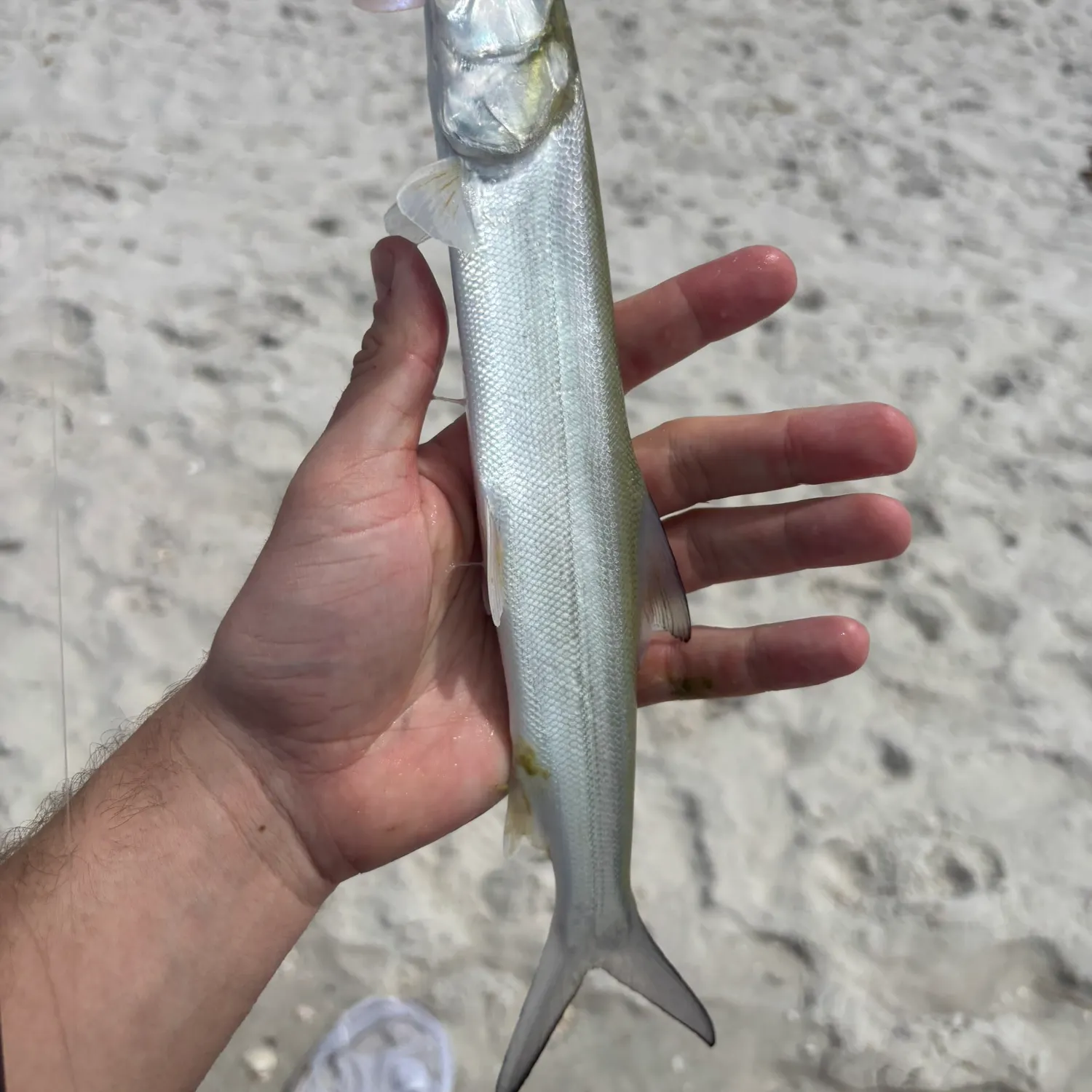 The most recent Ladyfish catches on Fishbrain
