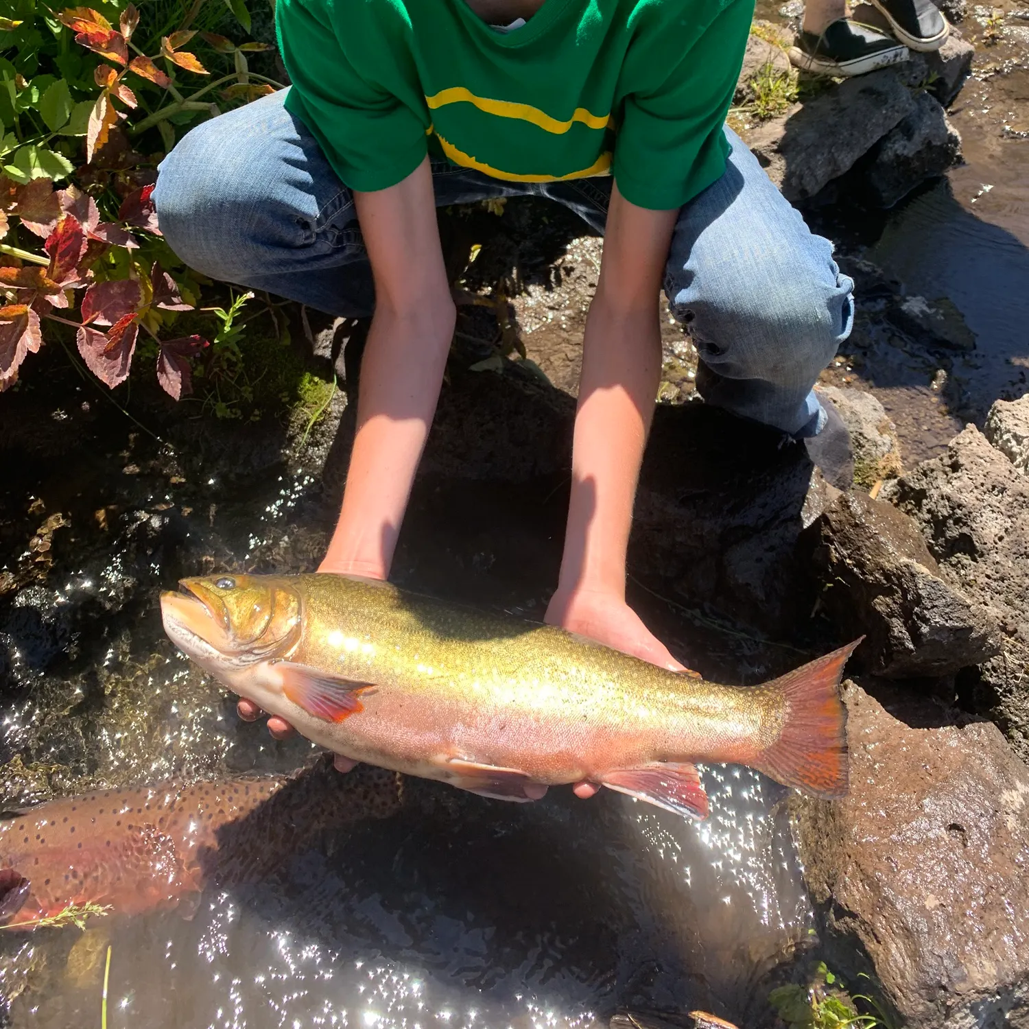 The most recent Splake catches on Fishbrain
