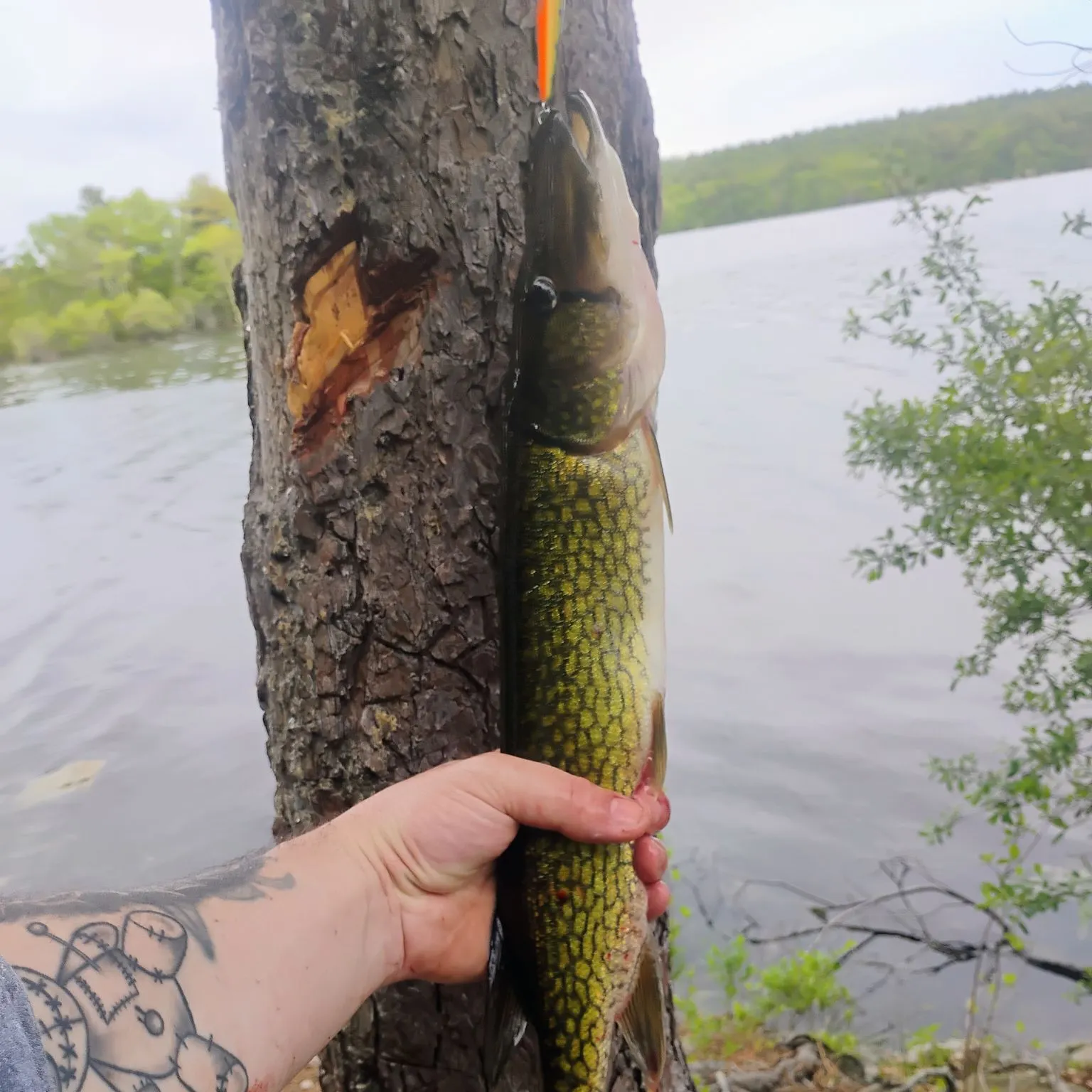 recently logged catches