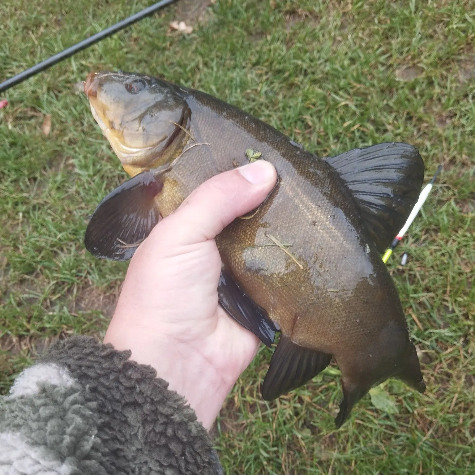 Tench caught on Fishbrain