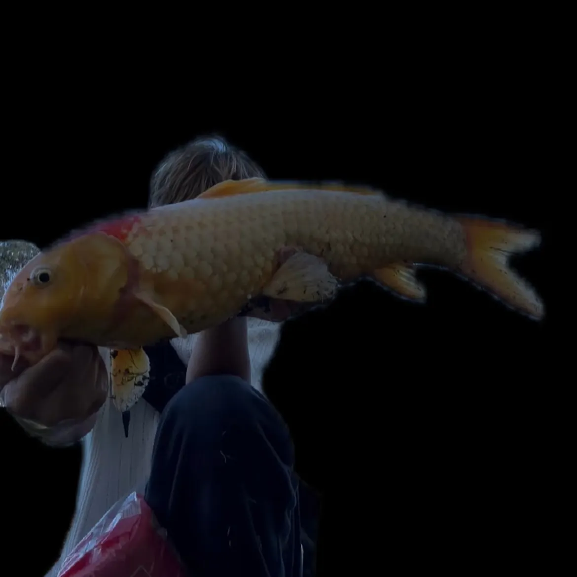 Koi carp caught on Fishbrain