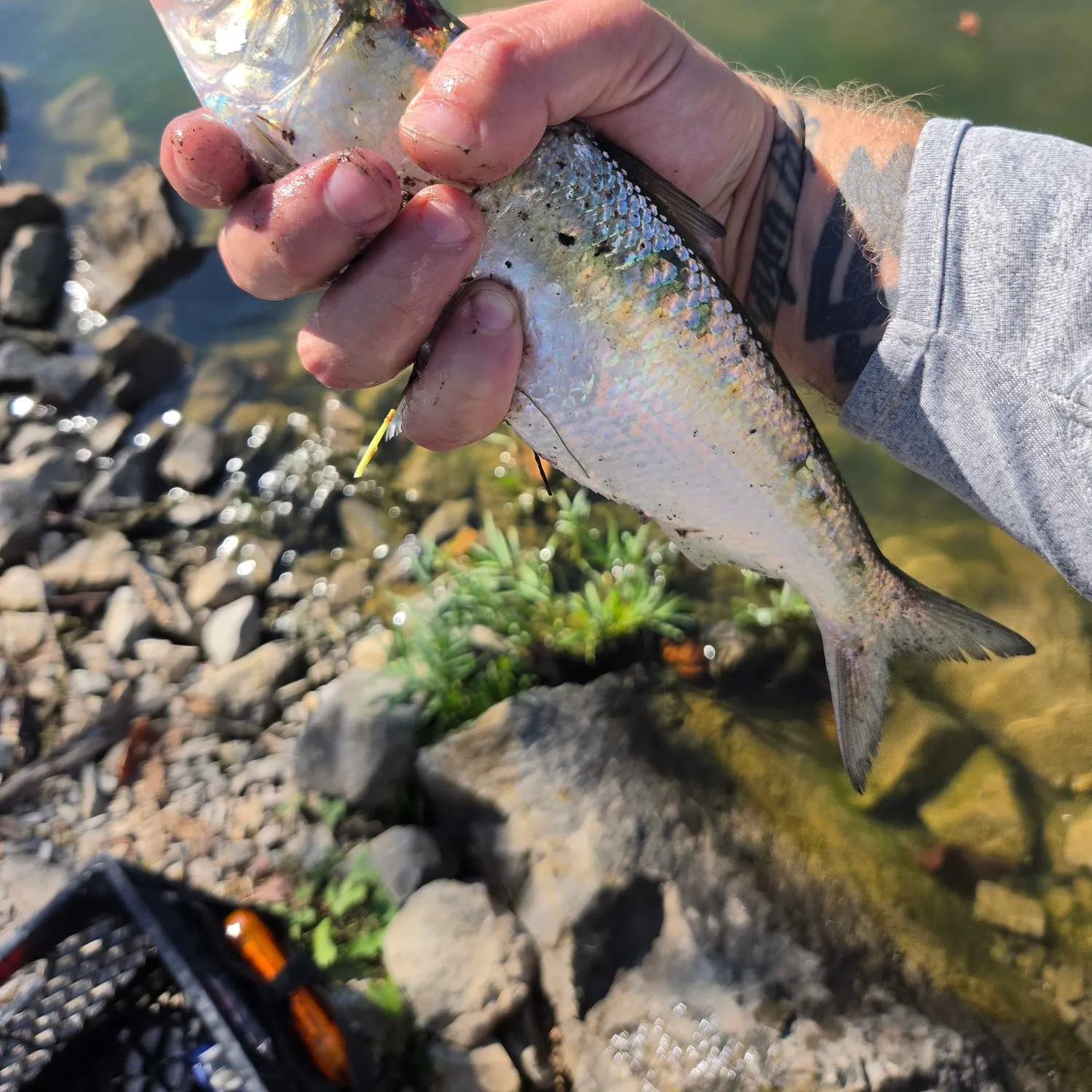 Skipjack herring caught on Fishbrain