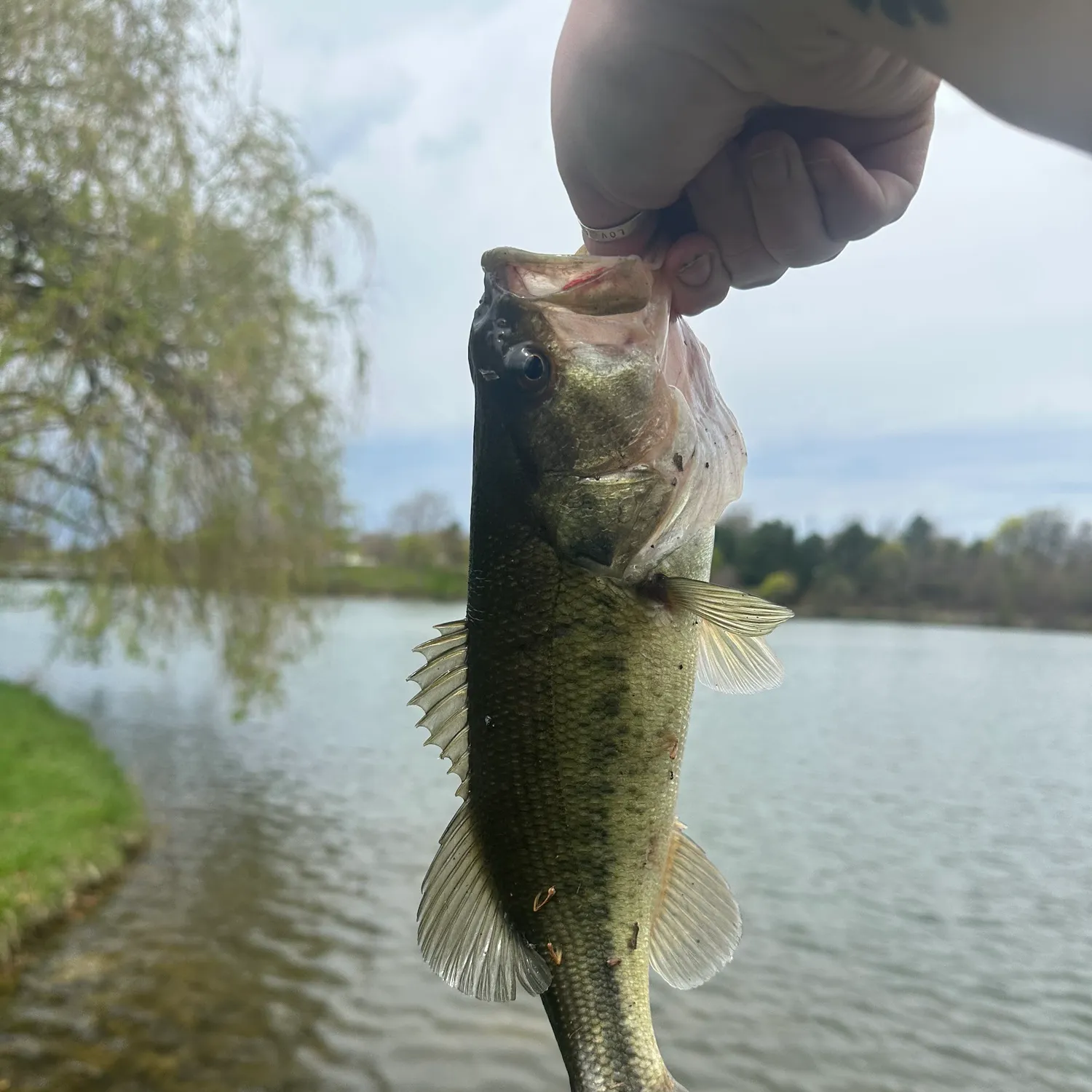 angler catch