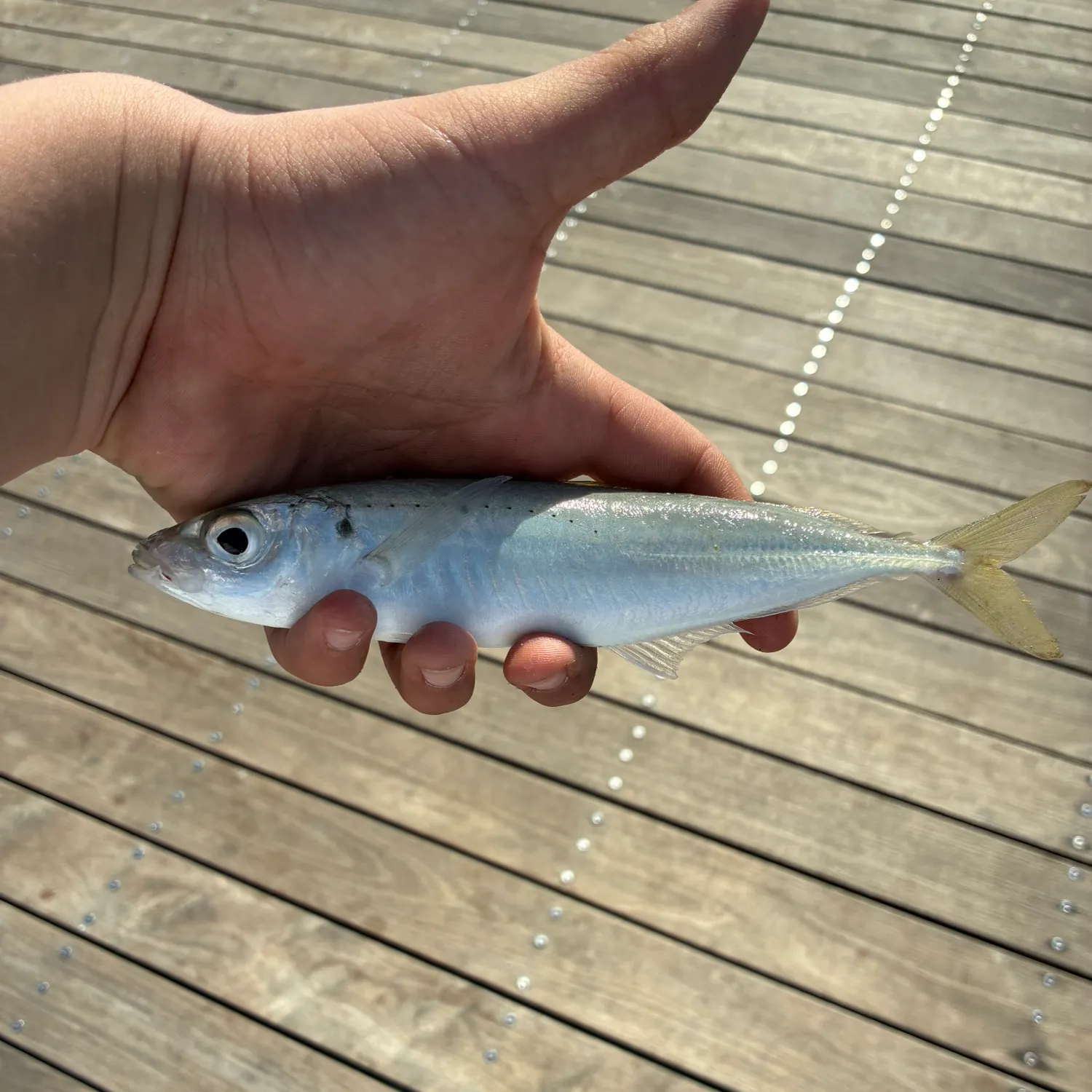 The most recent Round Scad catches on Fishbrain