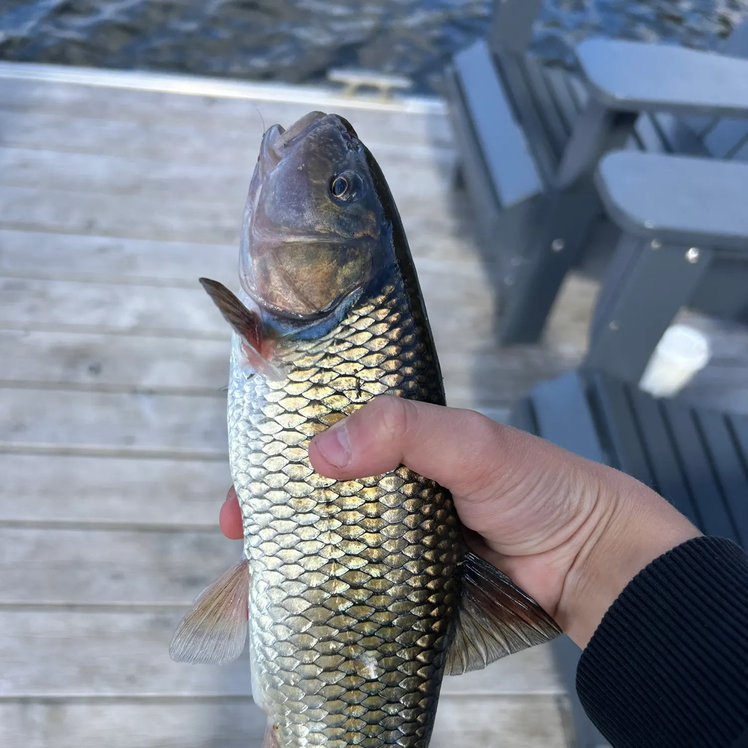 Fallfish caught on Fishbrain
