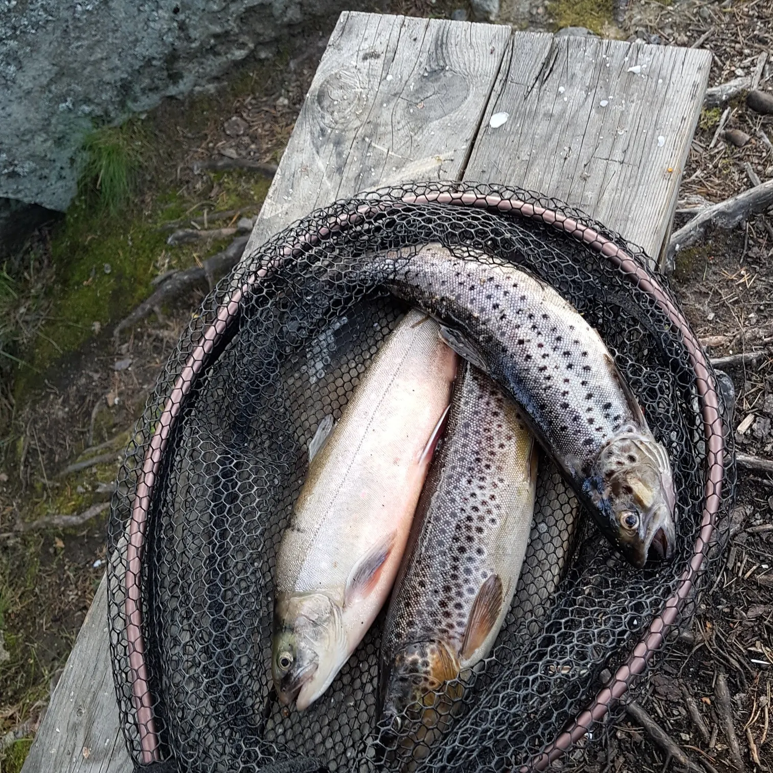 recently logged catches