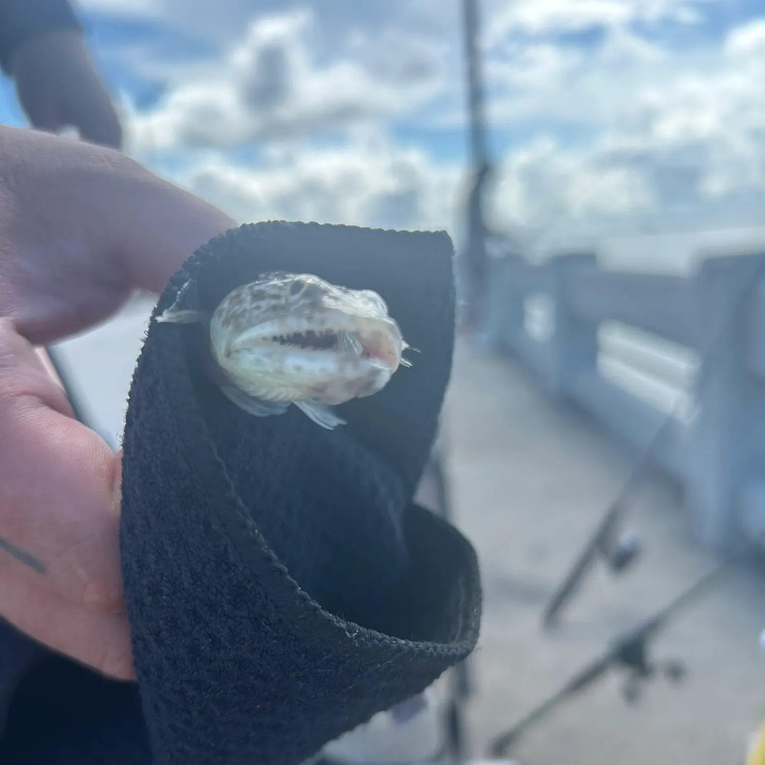 Inshore lizardfish caught on Fishbrain