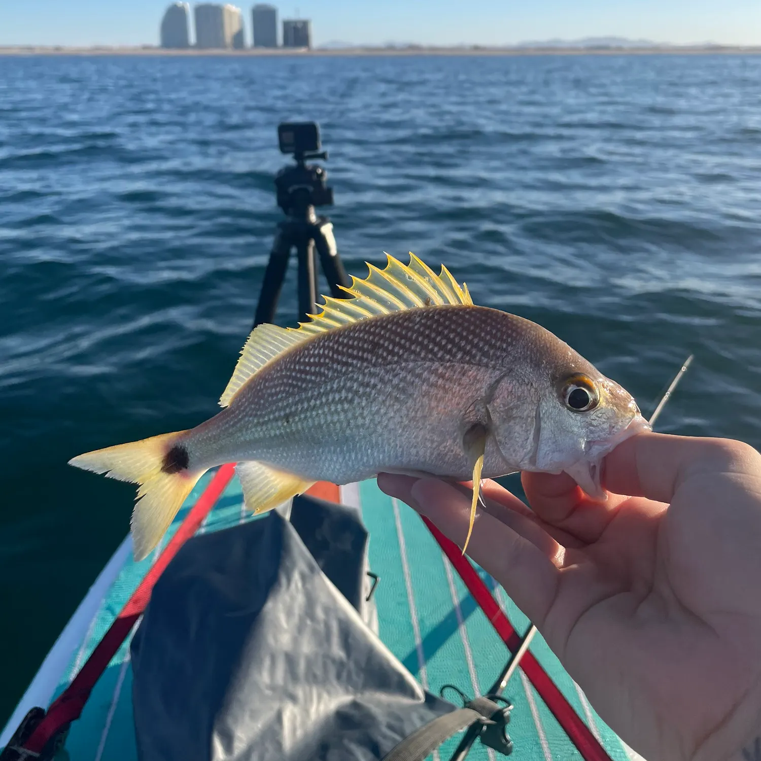 The most recent Pacific Latin grunt catches on Fishbrain