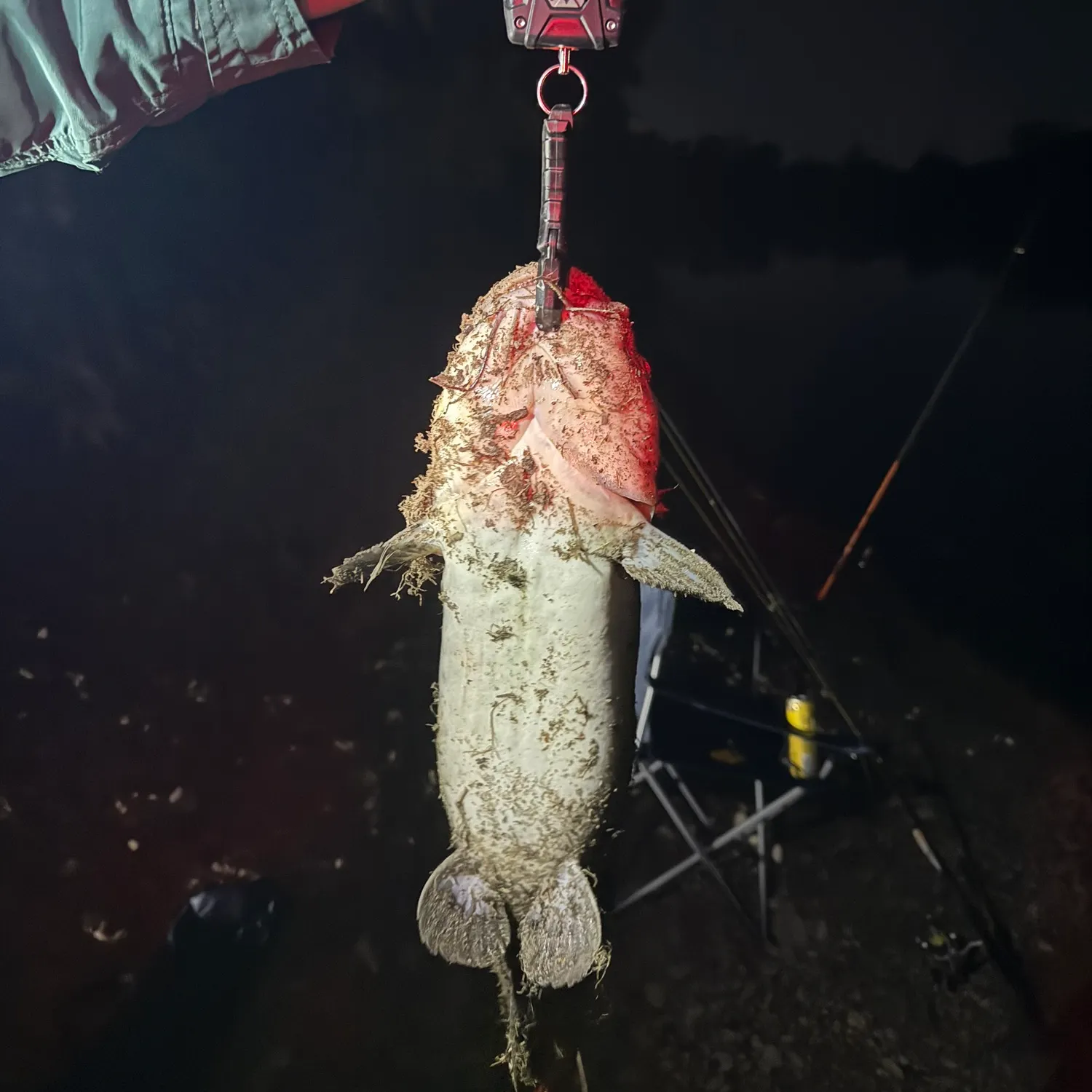 Channel catfish caught on Fishbrain