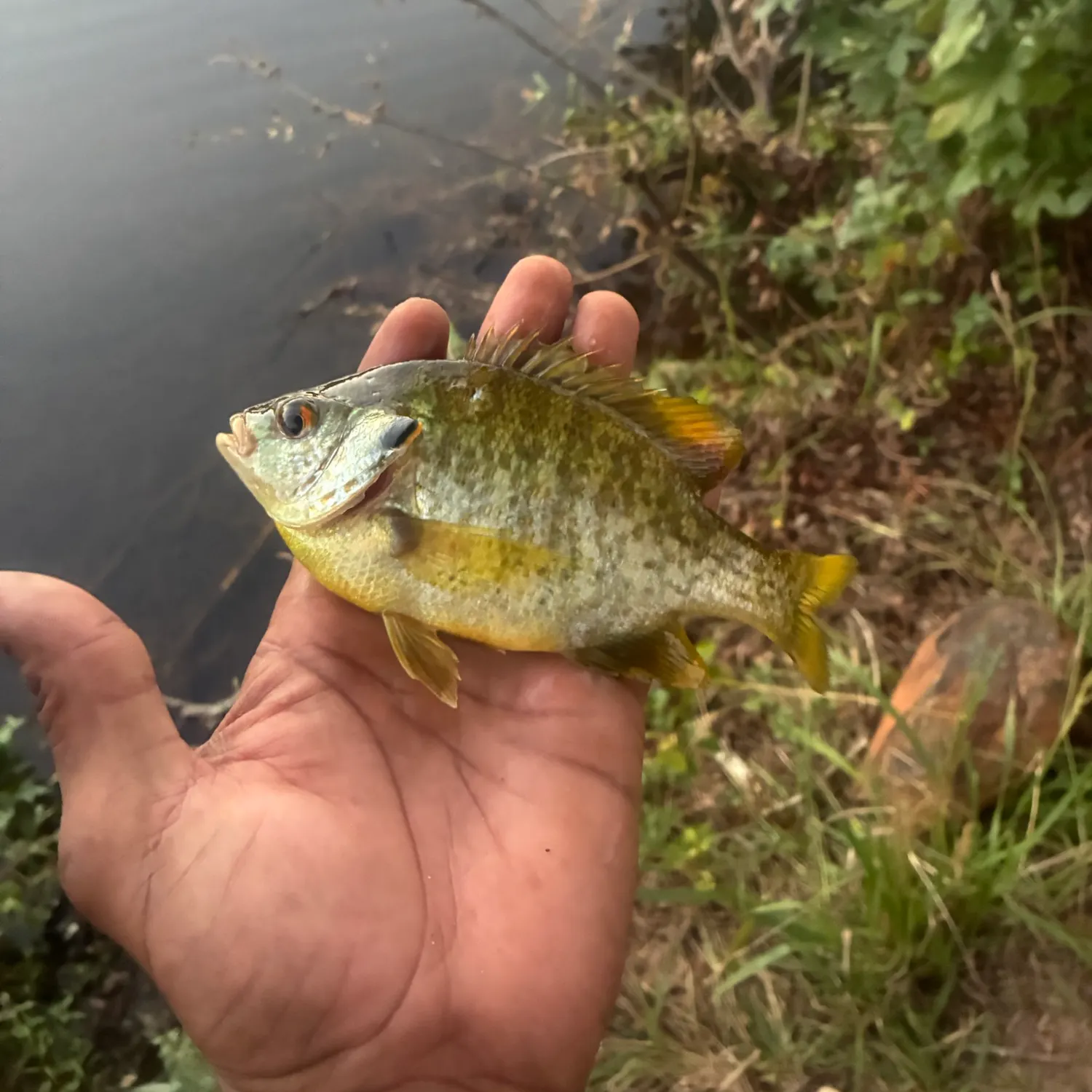 Pumpkinseed caught on Fishbrain