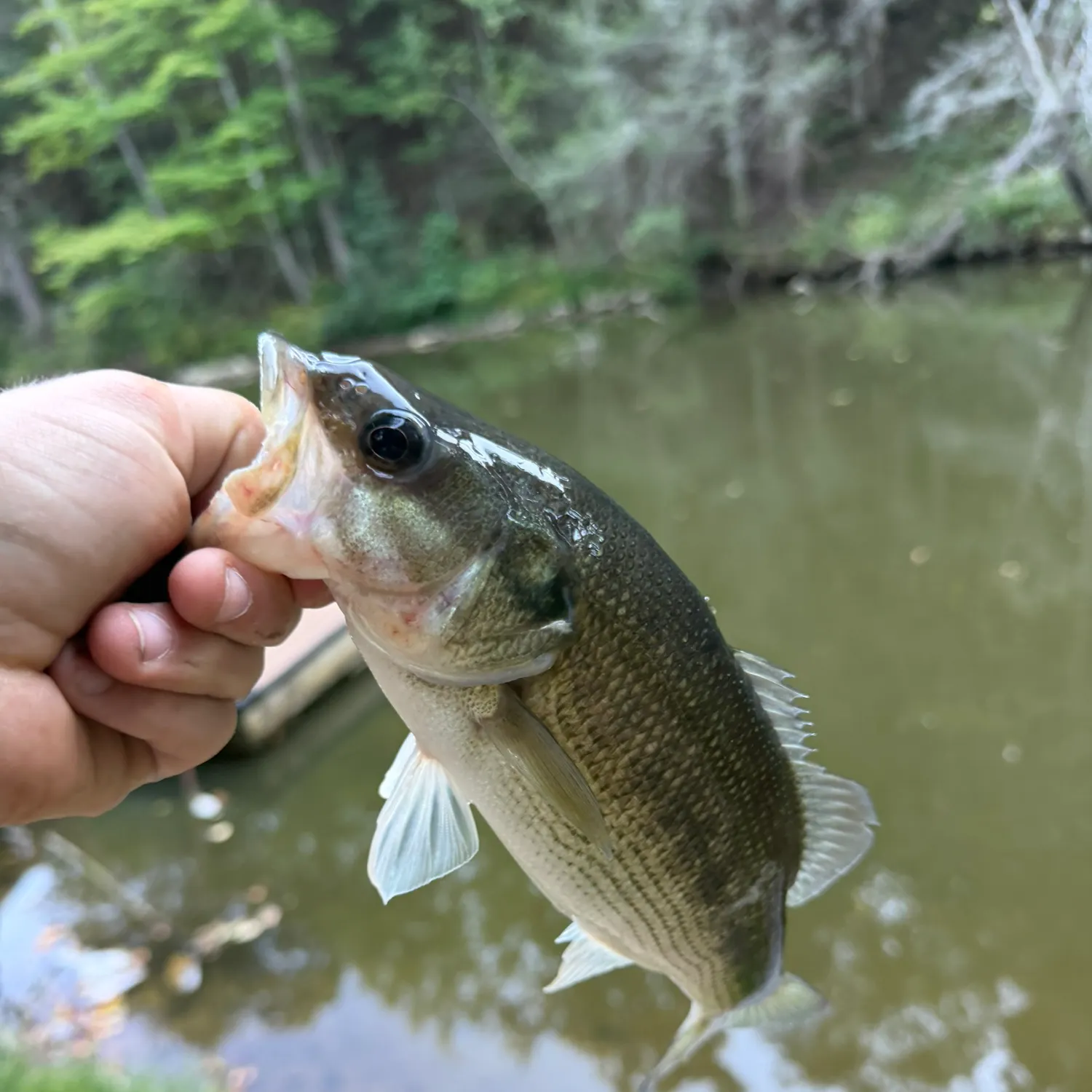 Spotted bass caught on Fishbrain