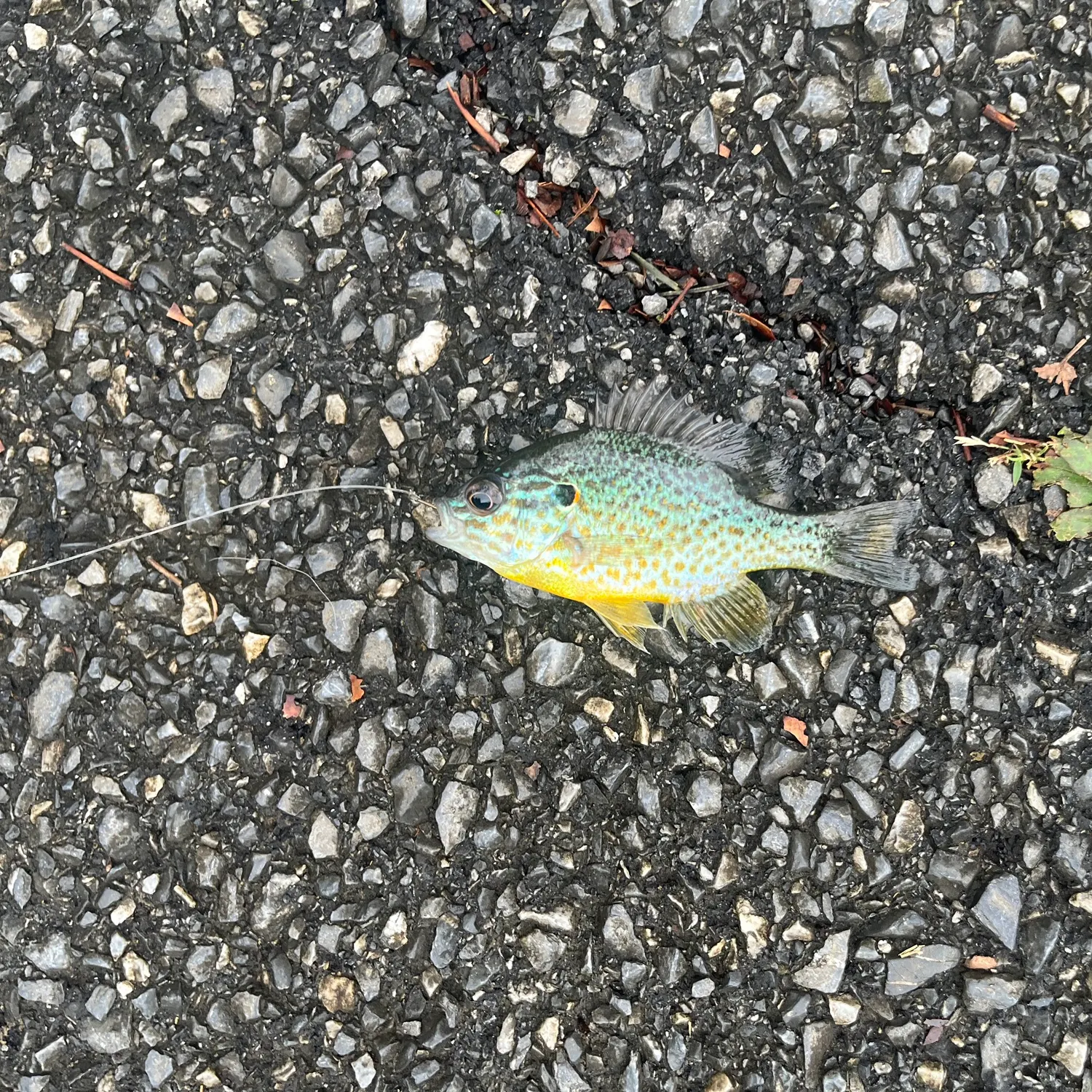 Bluegill caught on Fishbrain