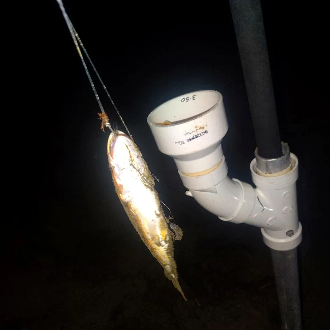 The most recent Brownstripe red snapper catches on Fishbrain