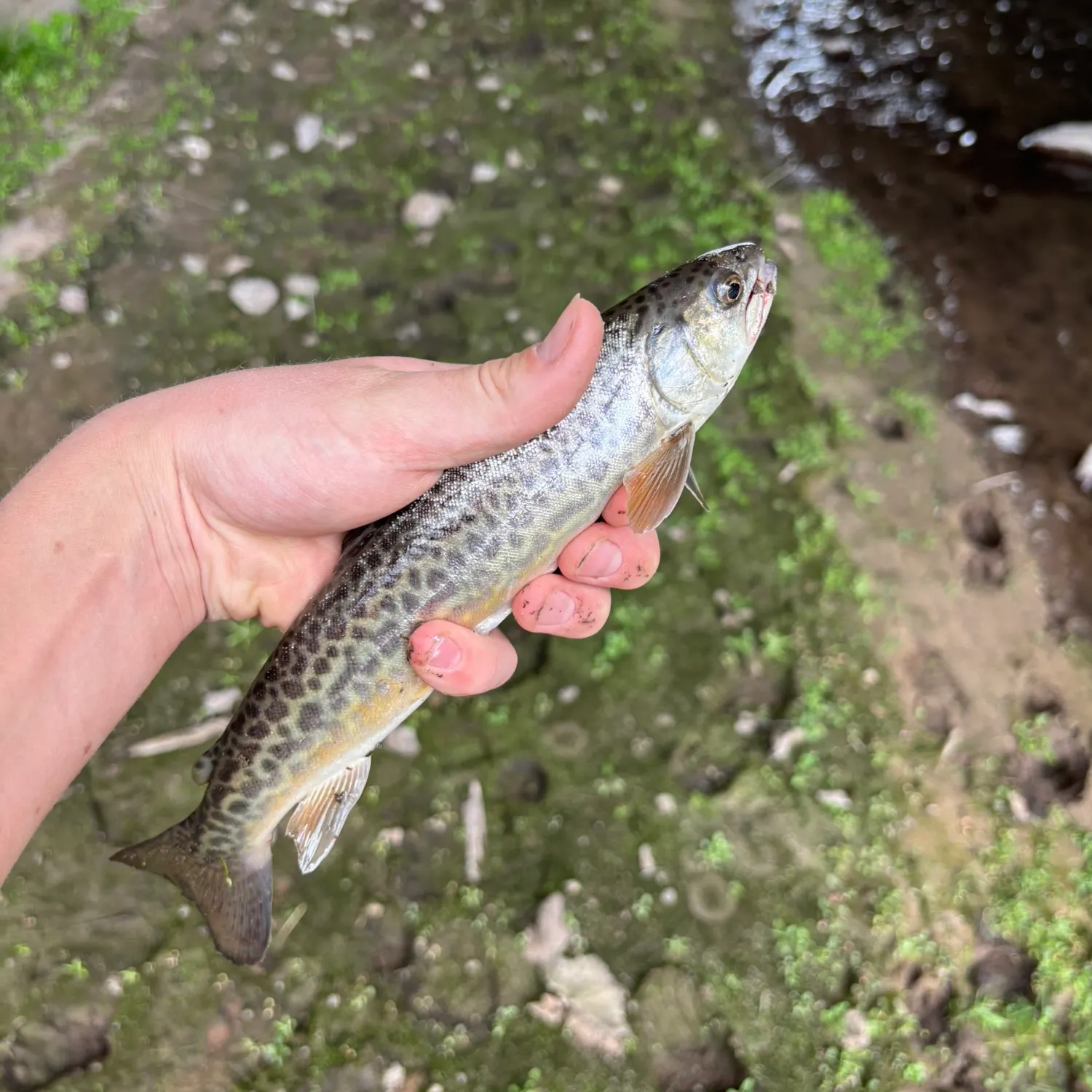 Tiger trout caught on Fishbrain