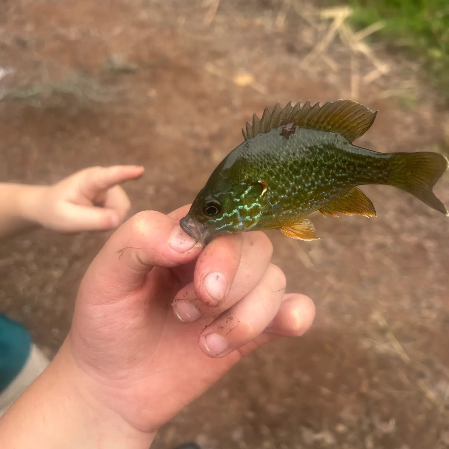 Greengill hybrid caught on Fishbrain