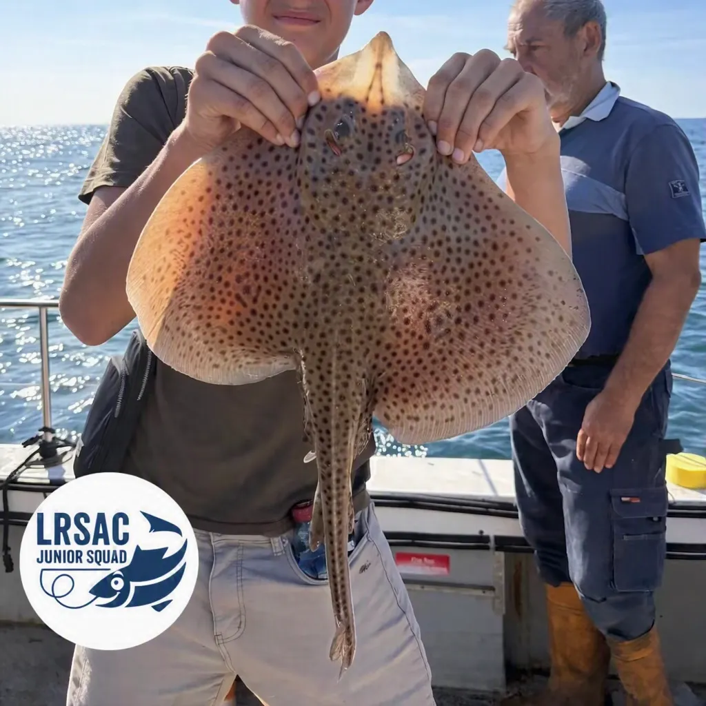 The most recent Spotted ray catches on Fishbrain
