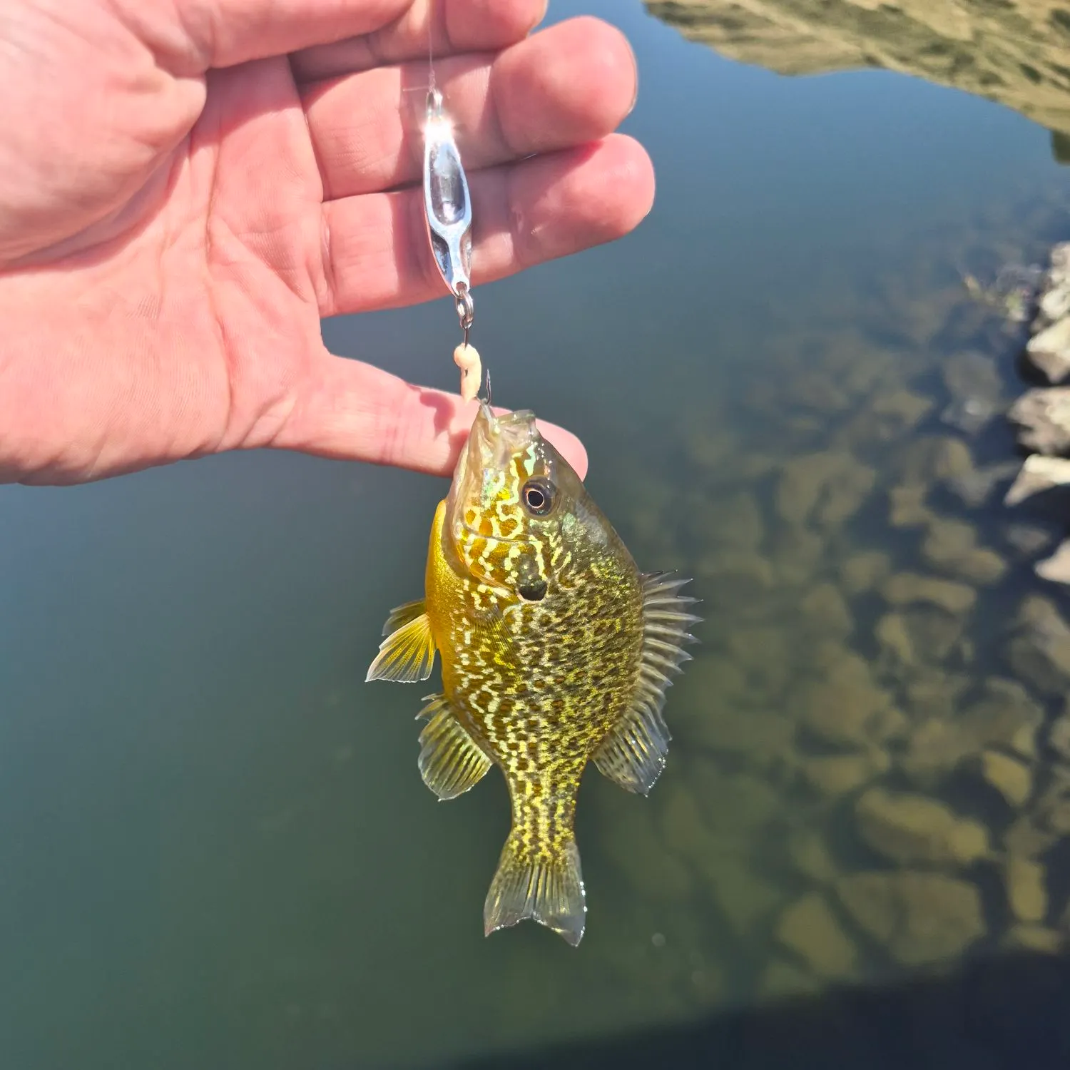 Pumpkinseed caught on Fishbrain