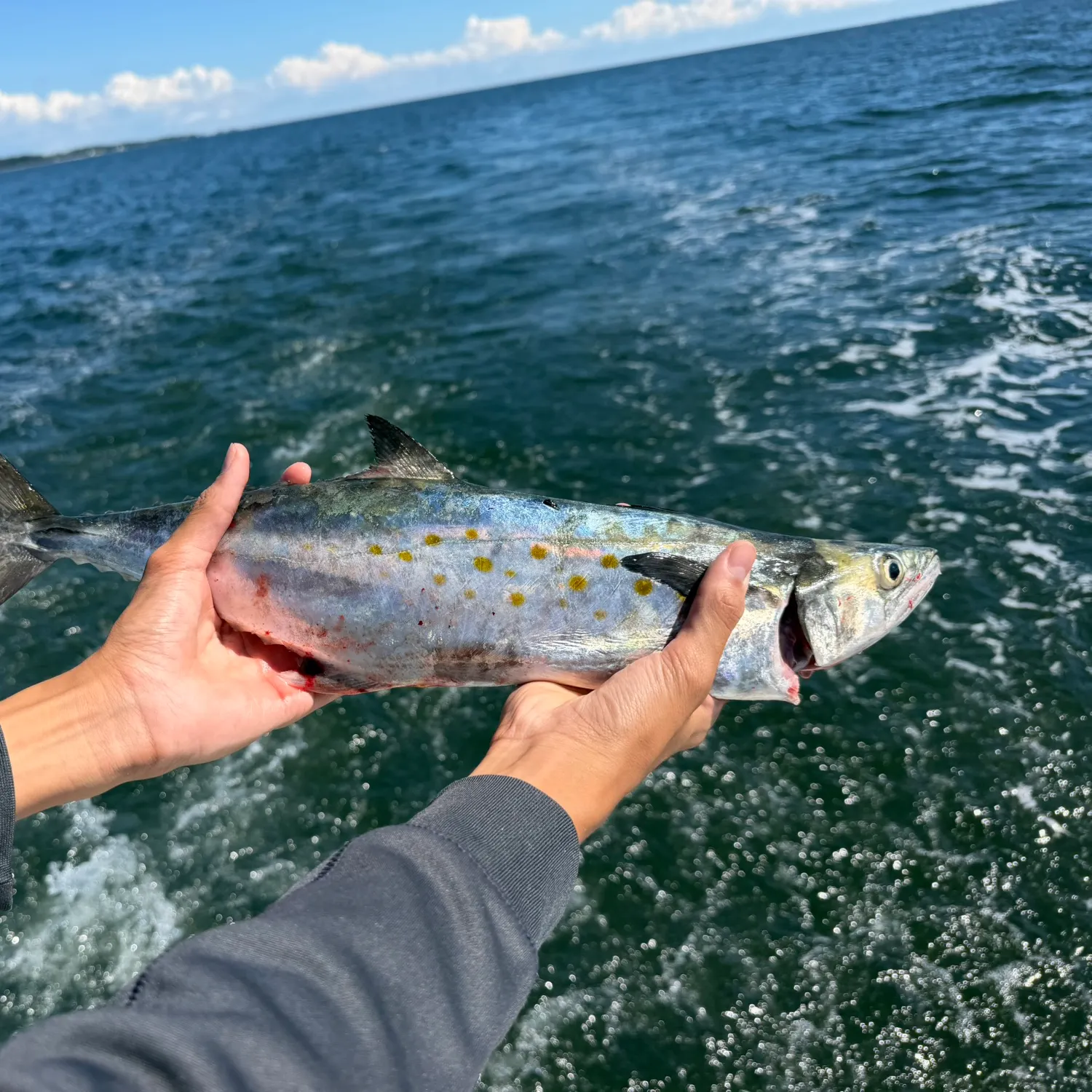 Spanish mackerel caught on Fishbrain