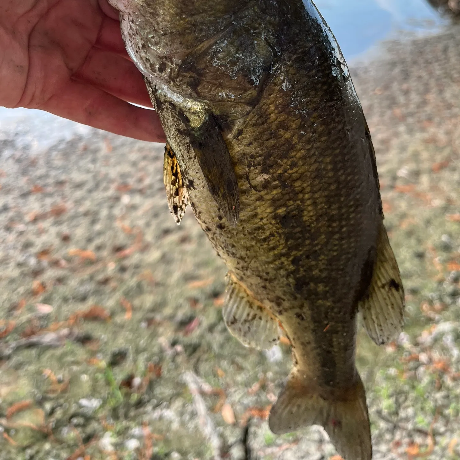Largemouth bass caught on Fishbrain