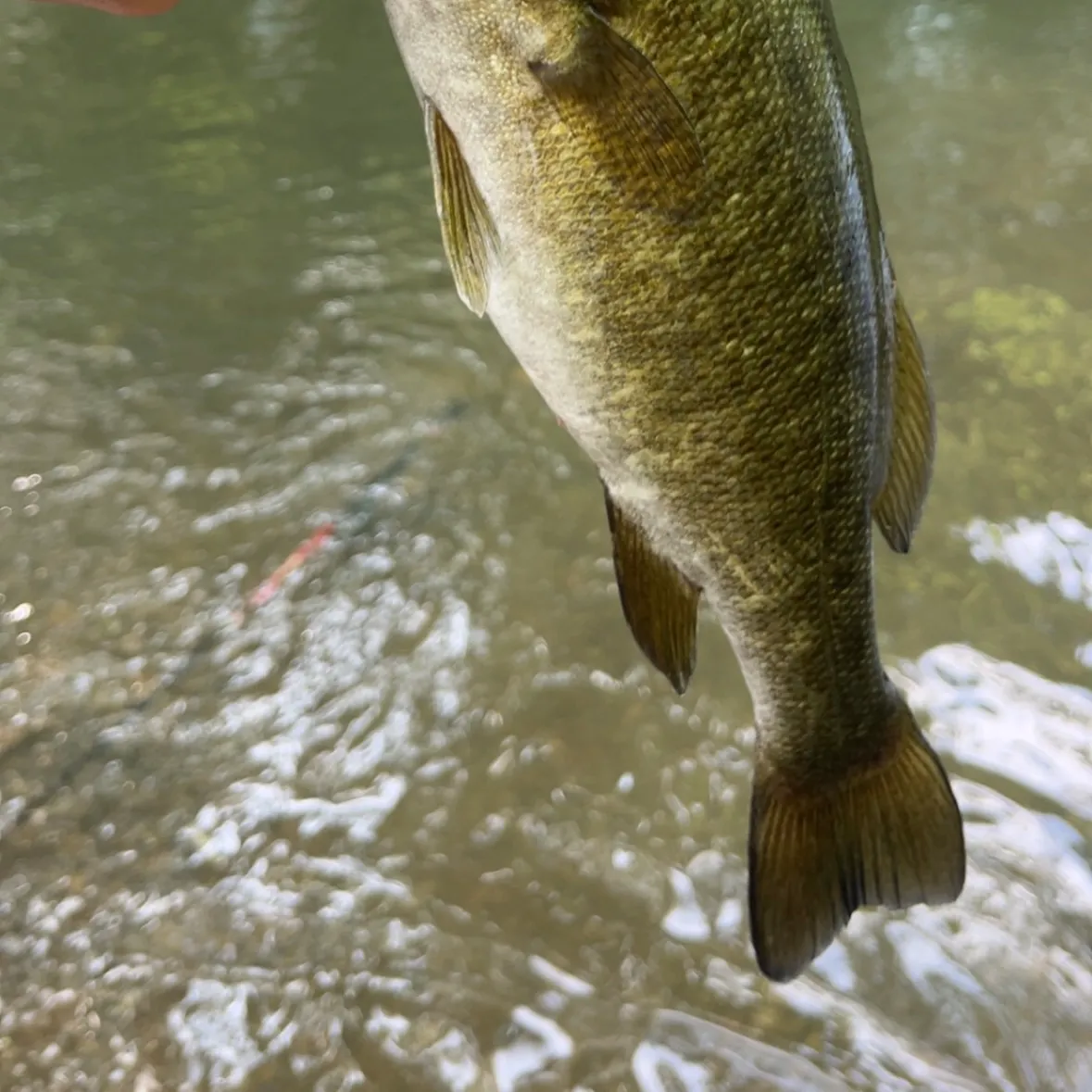 Smallmouth bass caught on Fishbrain