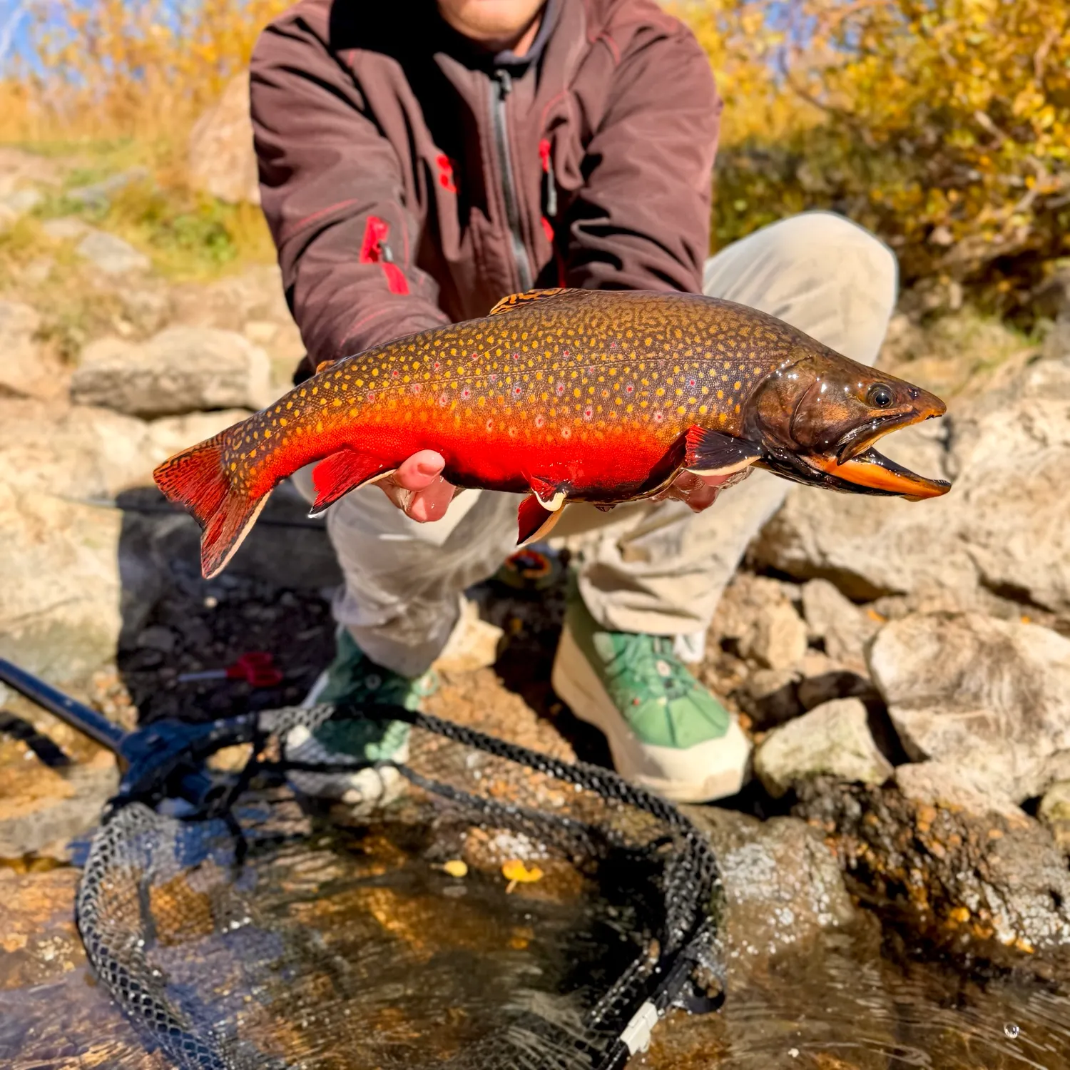 Brook trout caught on Fishbrain