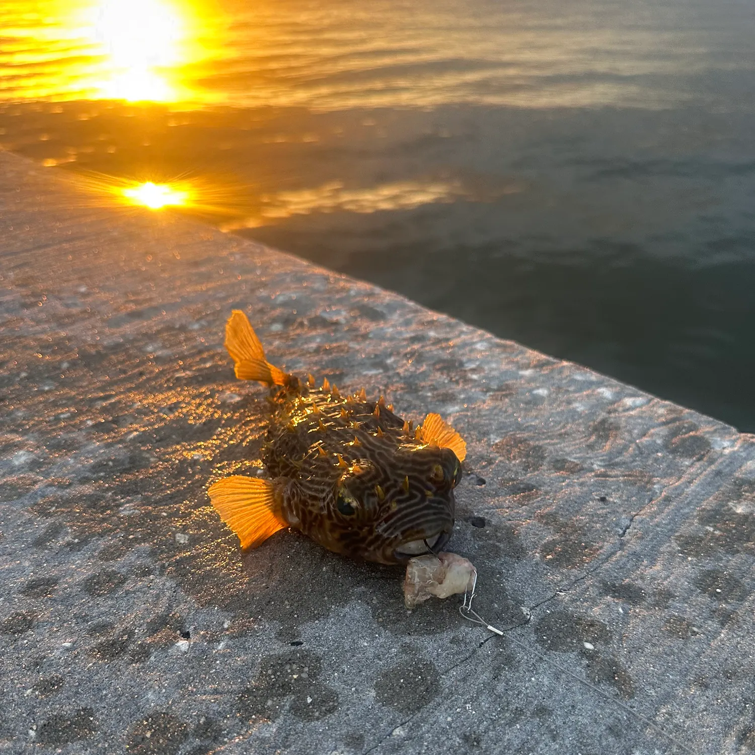The most recent Striped burrfish catches on Fishbrain