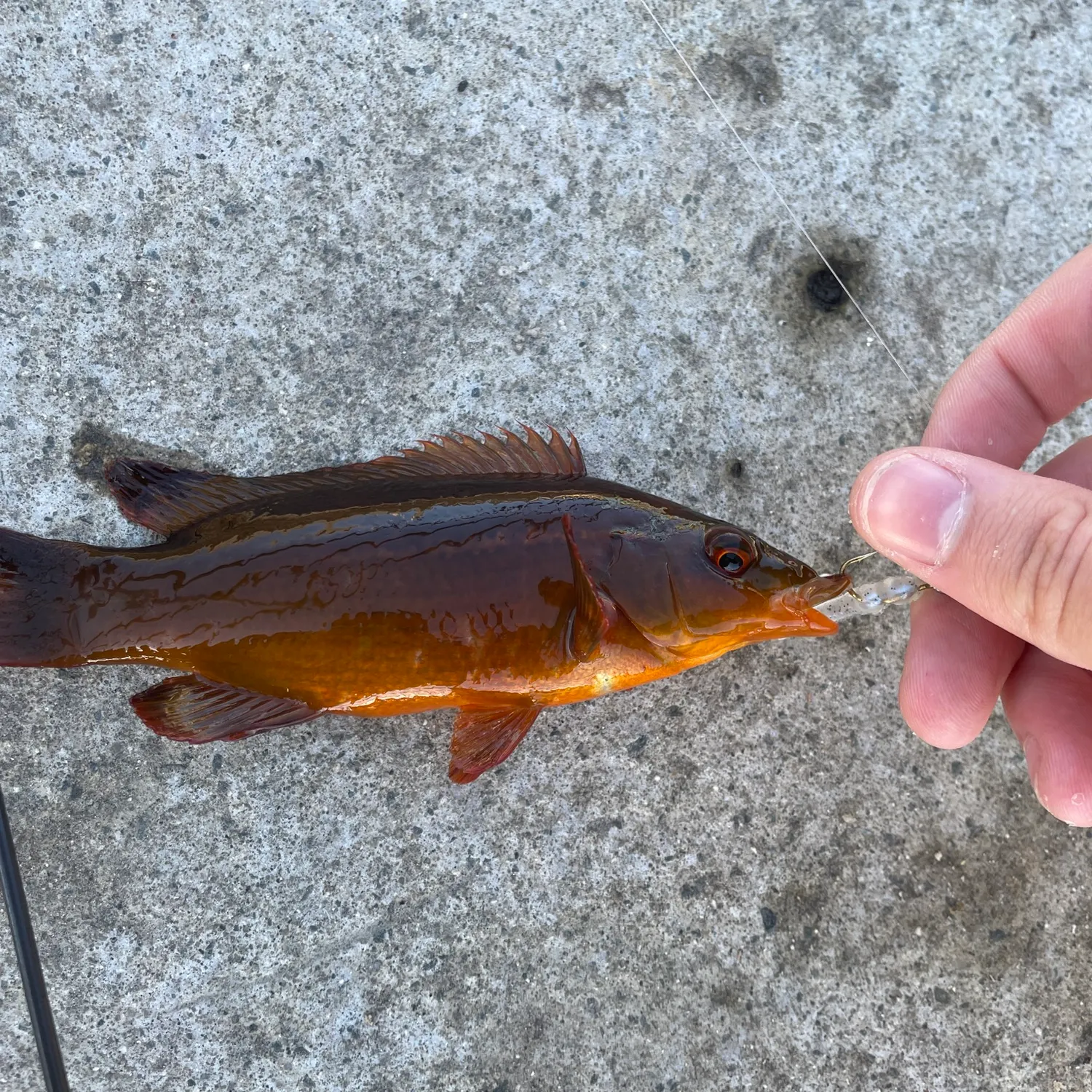 The most recent Ballan wrasse catches on Fishbrain