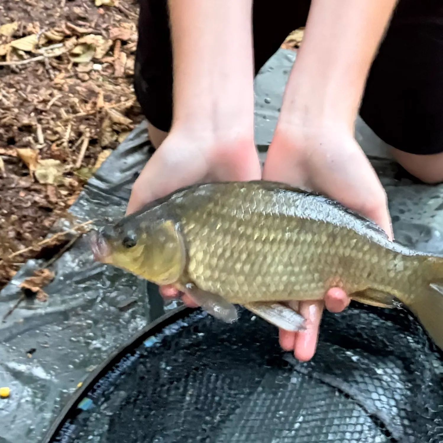 F1 carp caught on Fishbrain