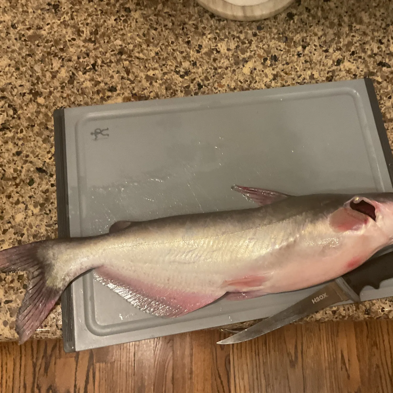 Blue catfish caught on Fishbrain