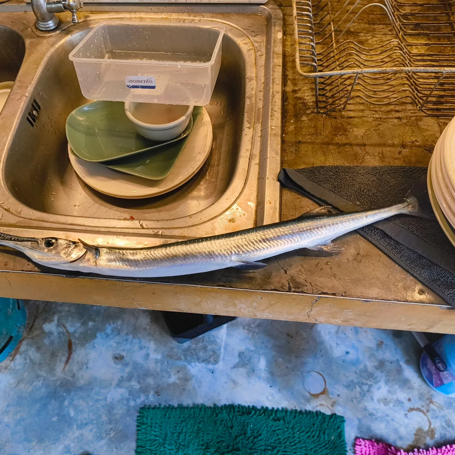 The most recent Pacific agujon needlefish catches on Fishbrain