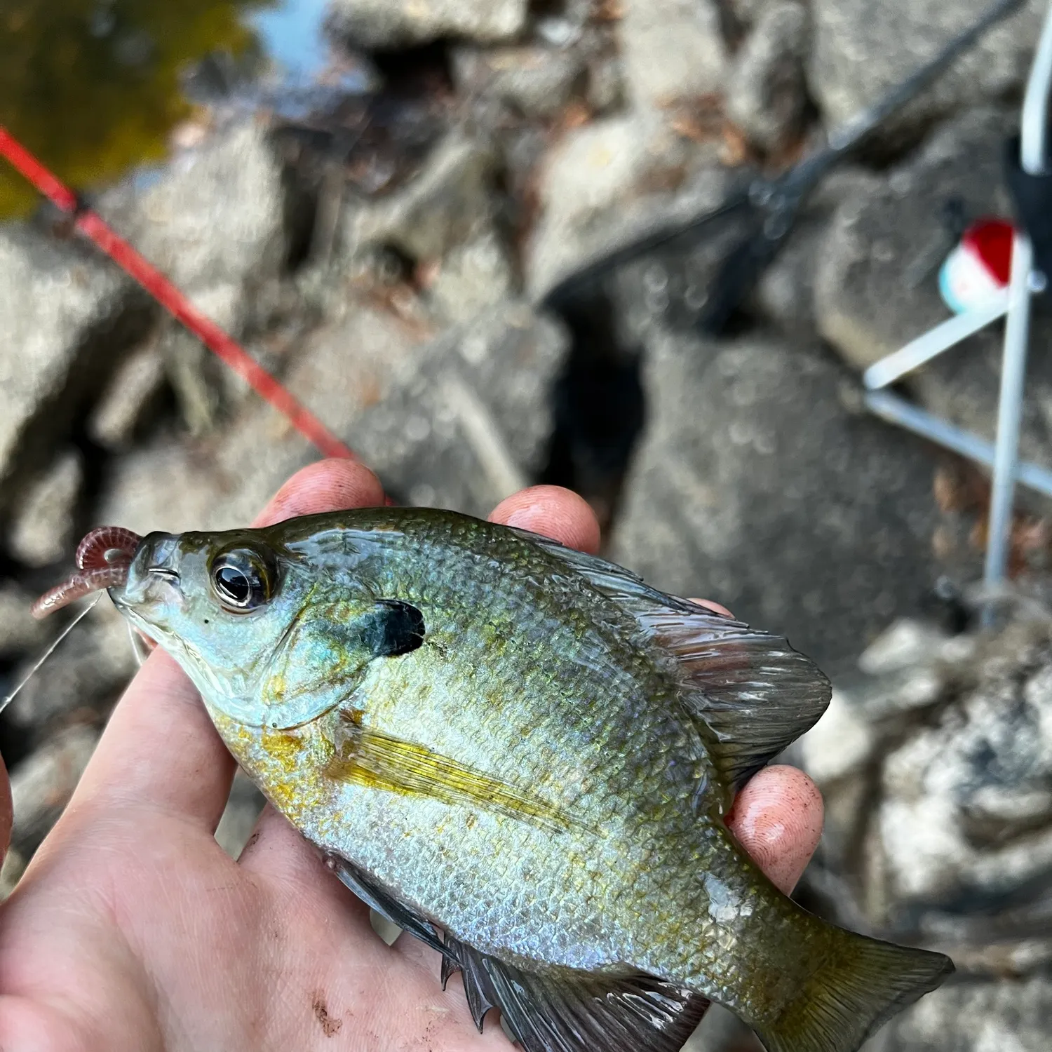 Bluegill caught on Fishbrain