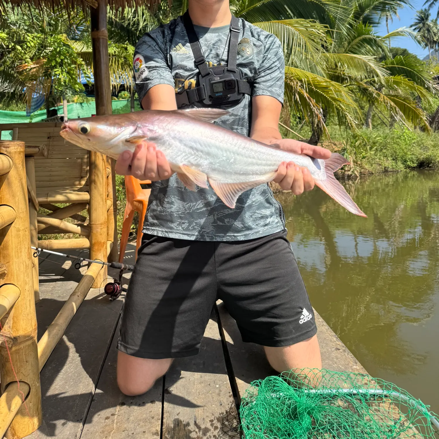 The most popular recent Striped catfish catch on Fishbrain