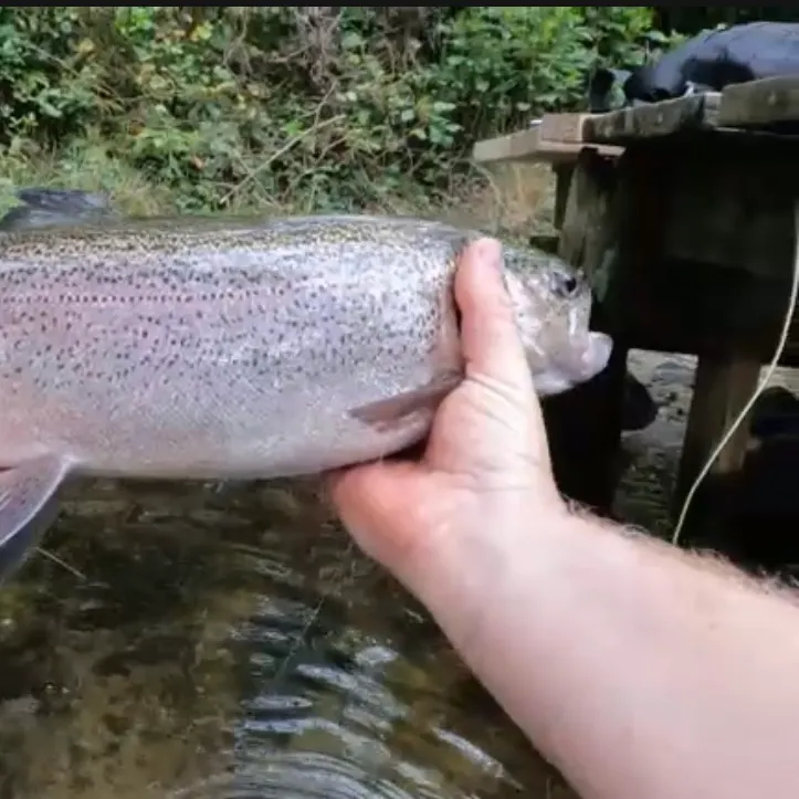 Rainbow trout caught on Fishbrain