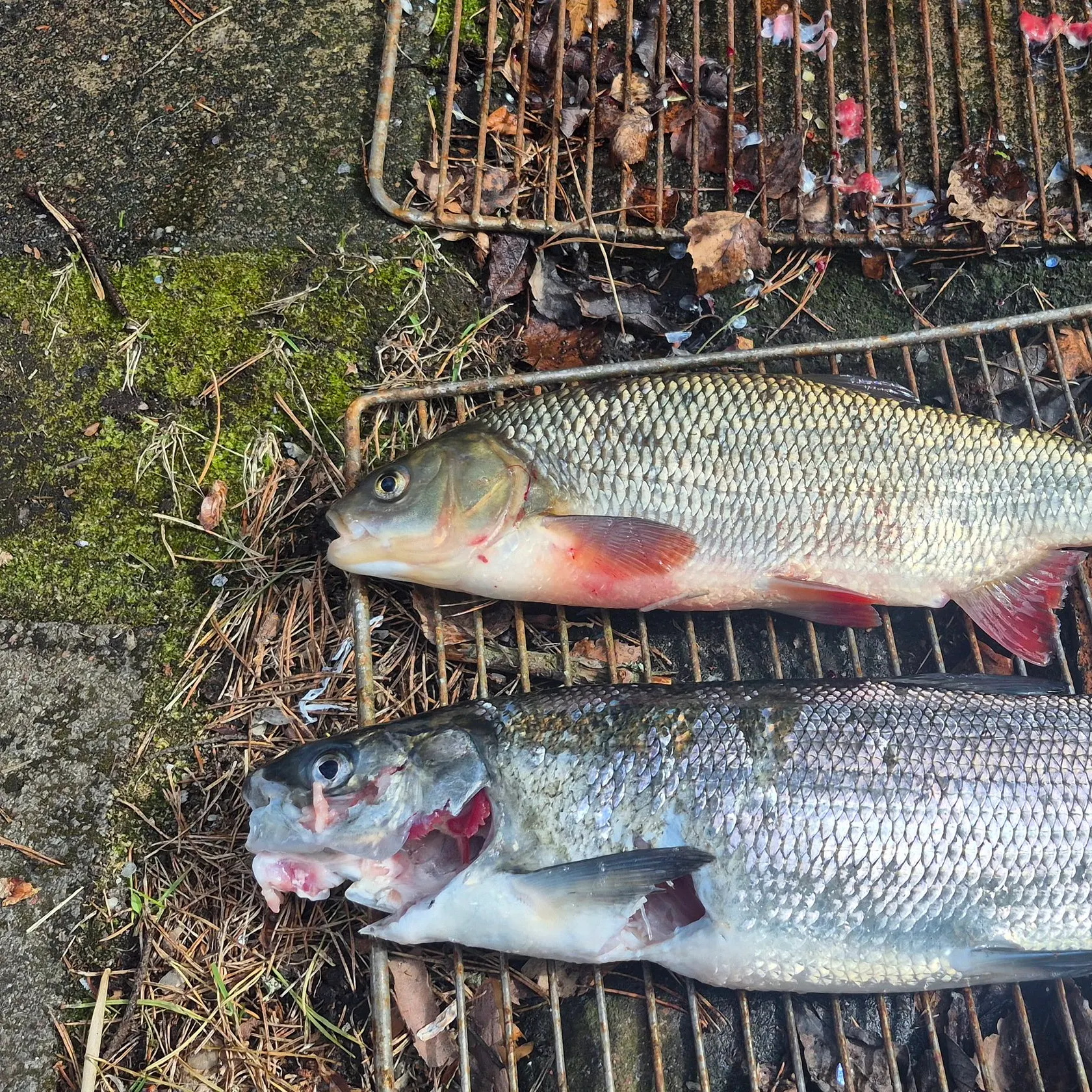 The most recent European whitefish catches on Fishbrain