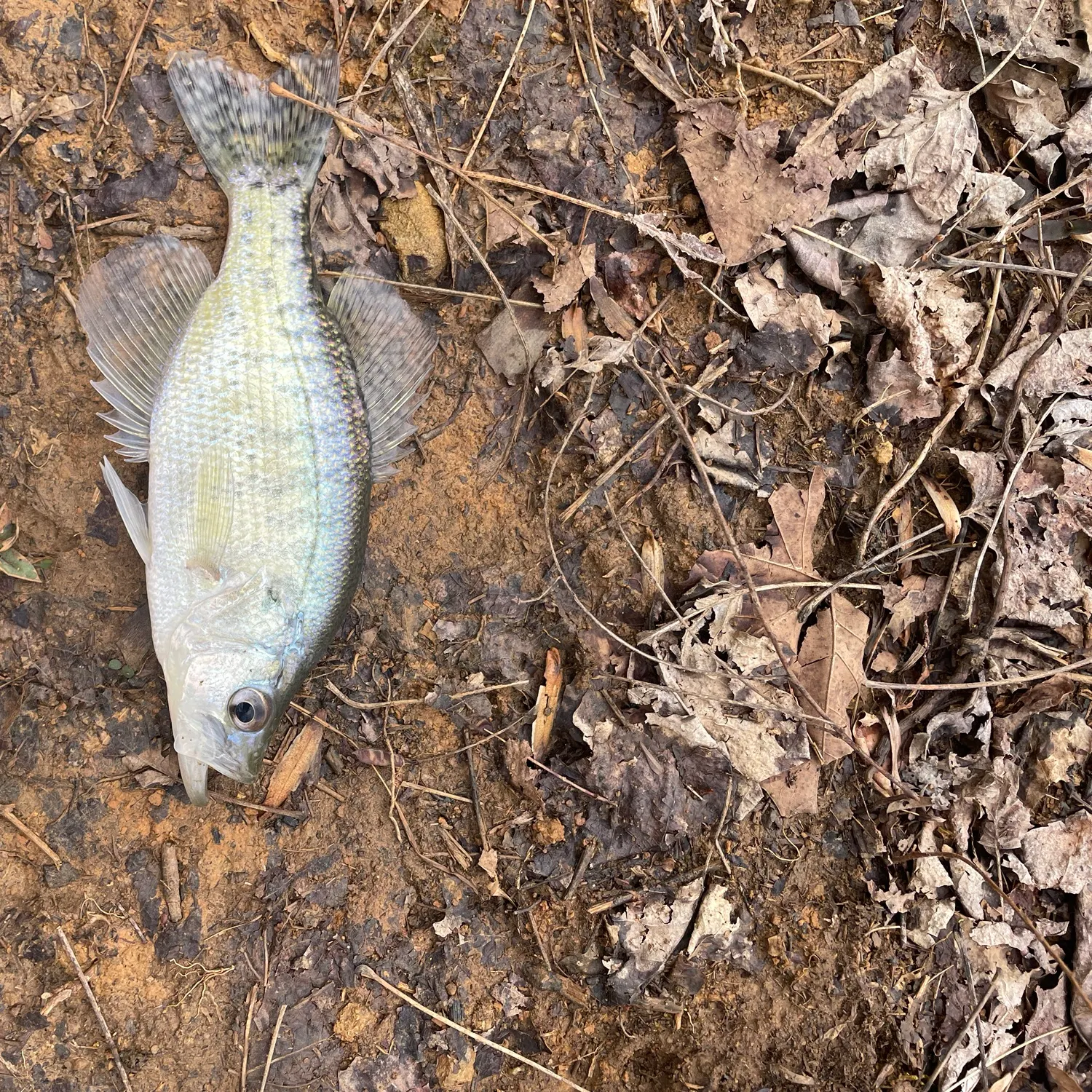 The most recent White crappie catches on Fishbrain