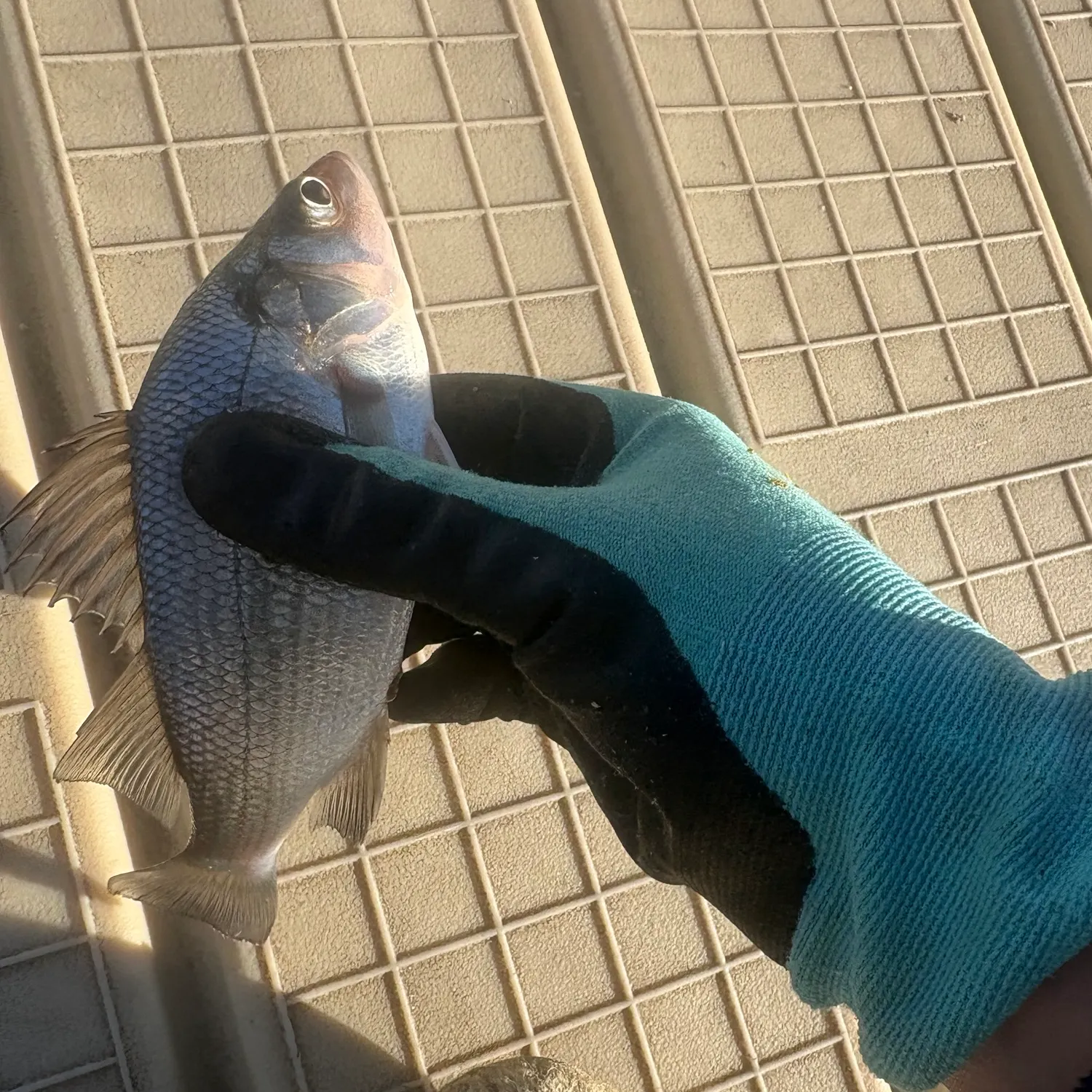 White perch caught on Fishbrain