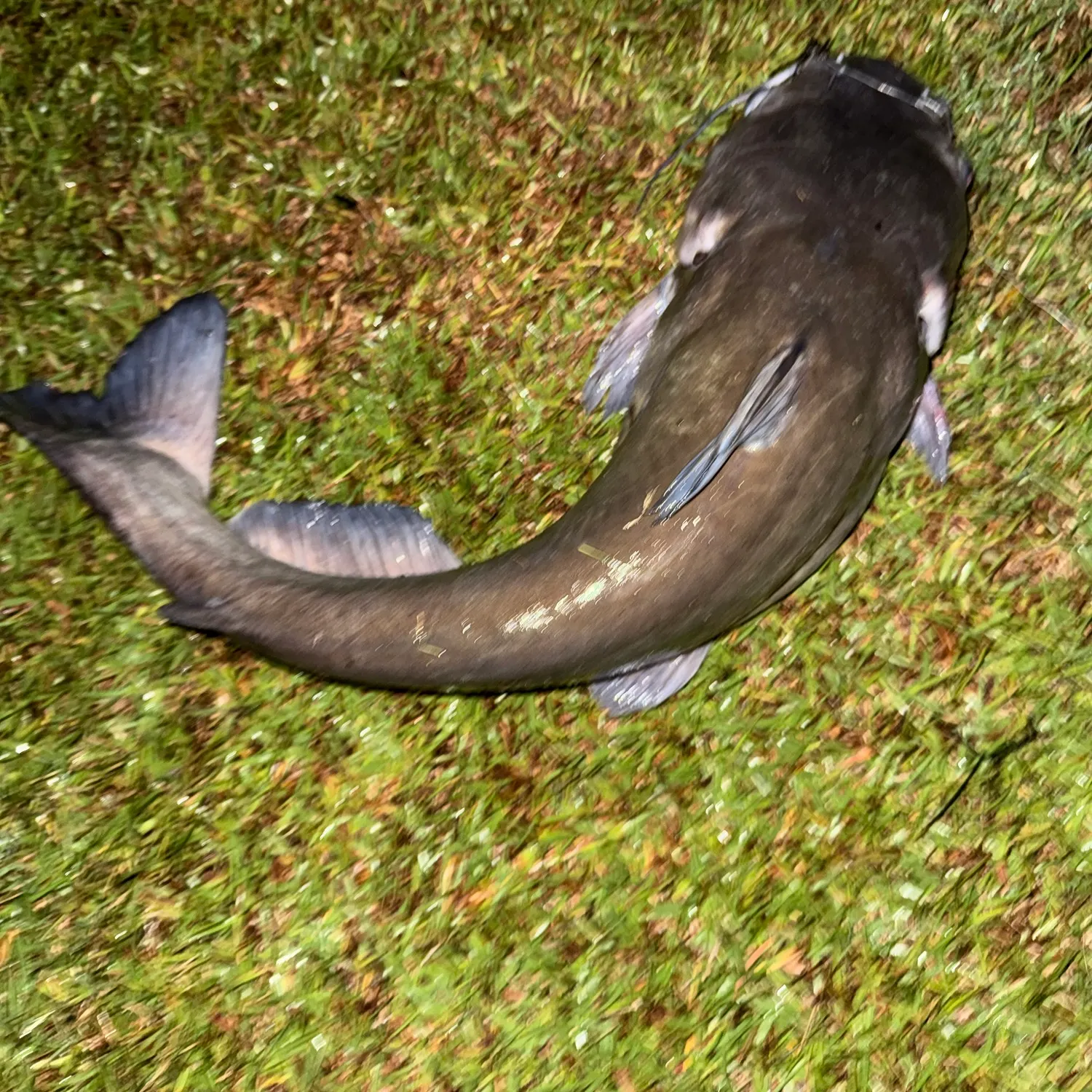Channel catfish caught on Fishbrain