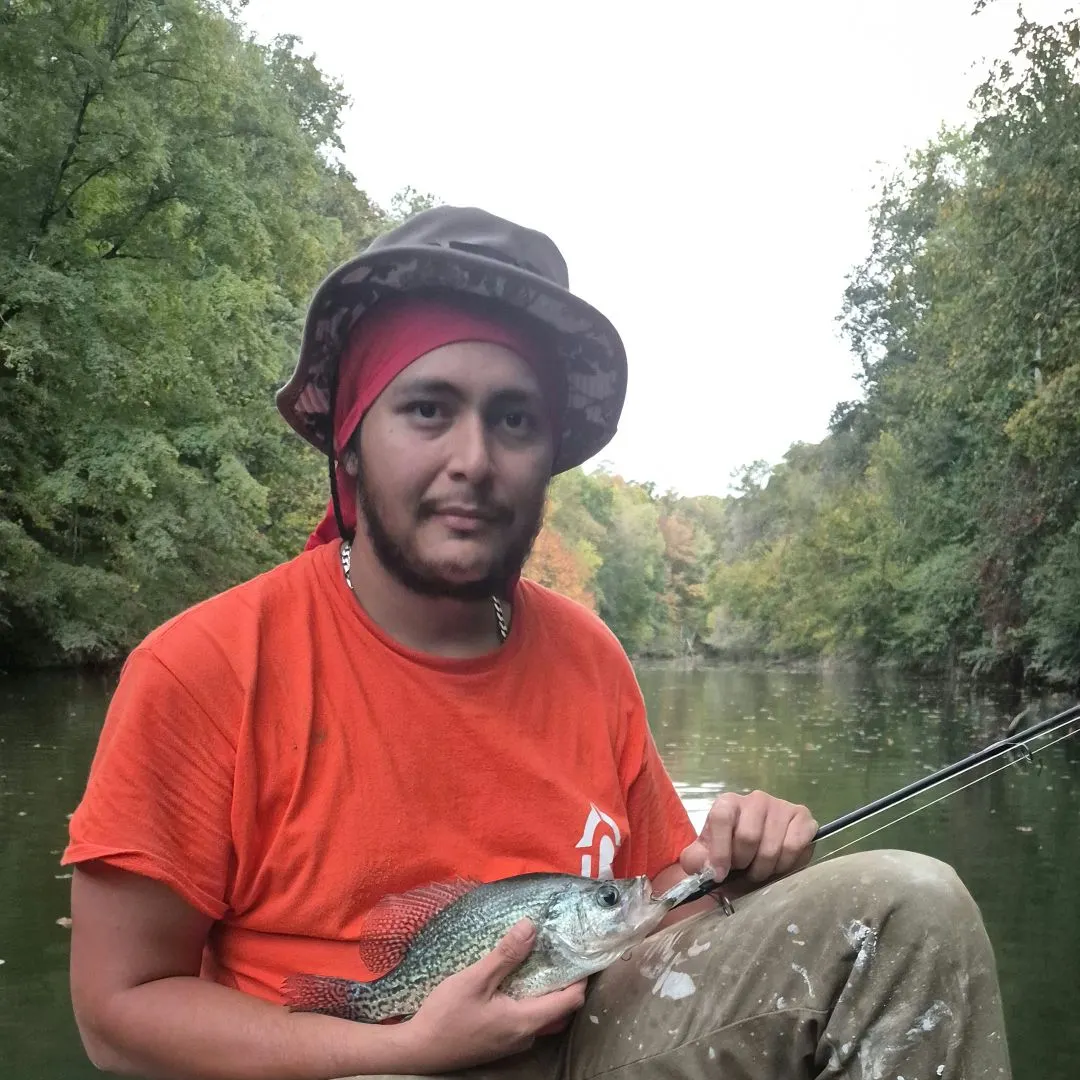 Black crappie caught on Fishbrain