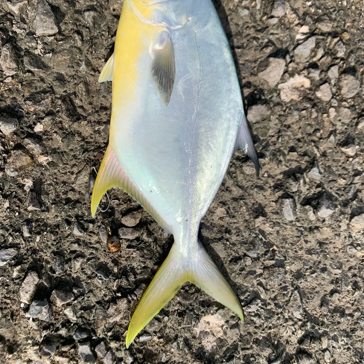 angler catch